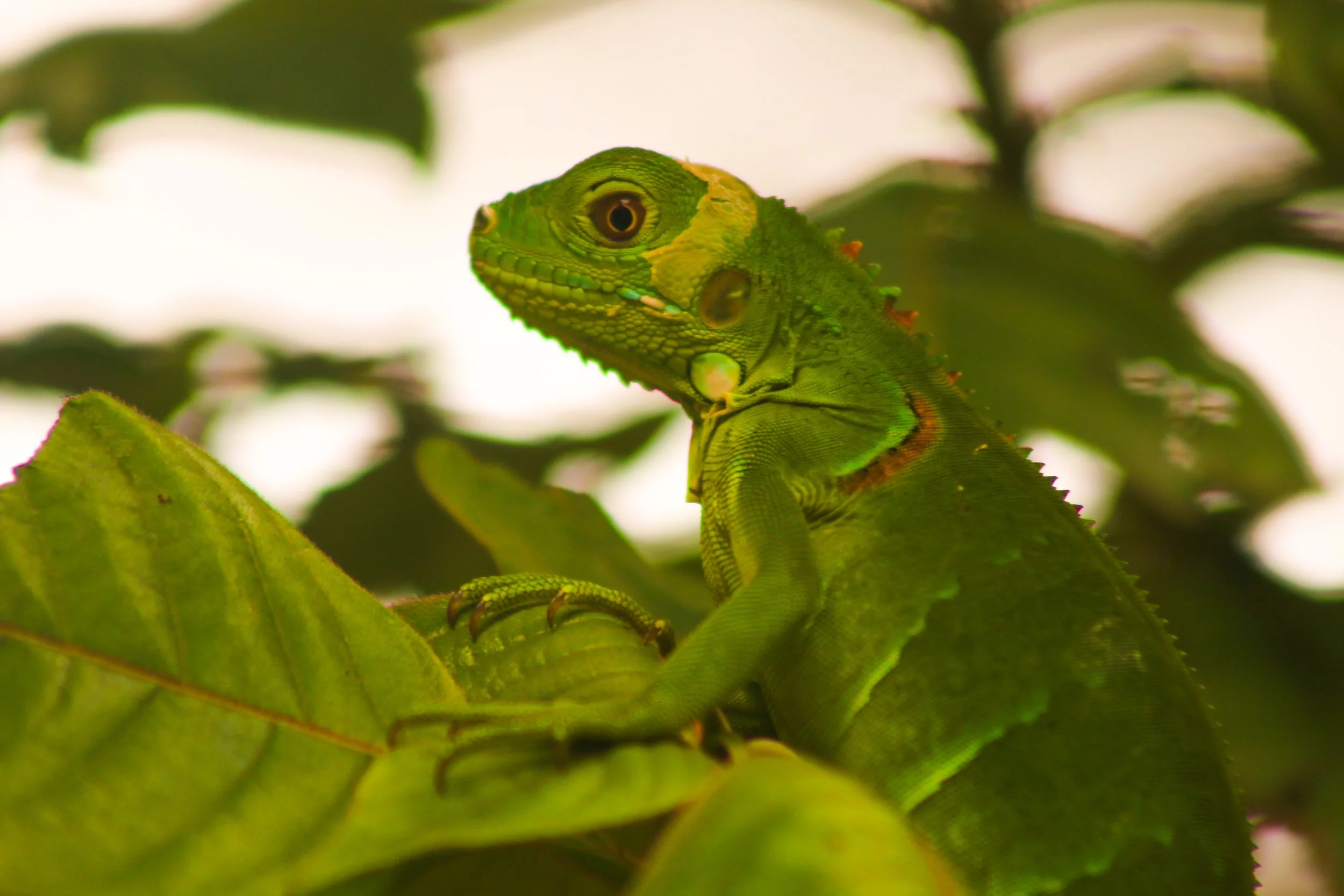 Close-up of a green iguana perched on a leafy branch with blurred green leaves in the background.