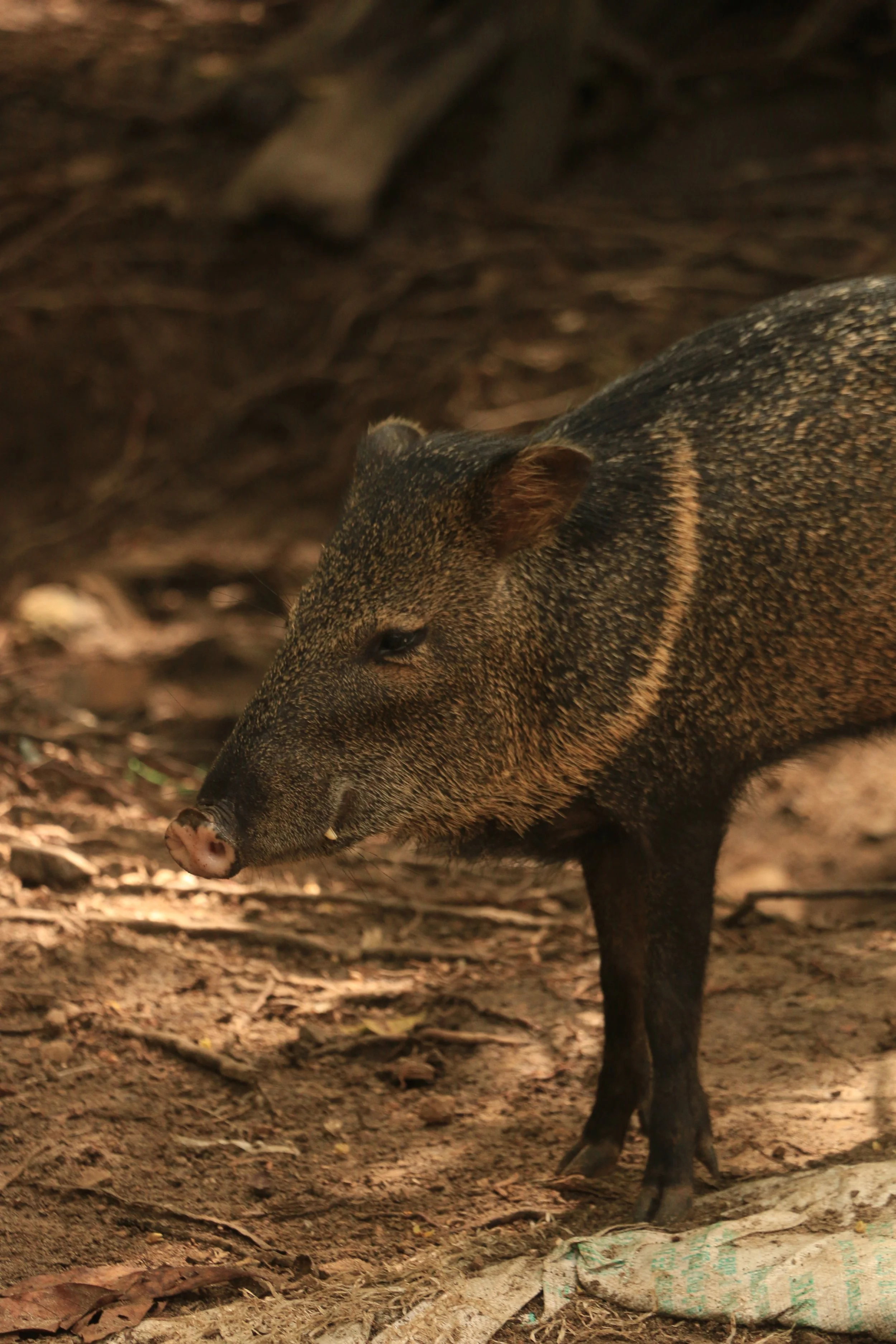 A wild boar with dark, speckled fur standing on dirt ground in a forested area.