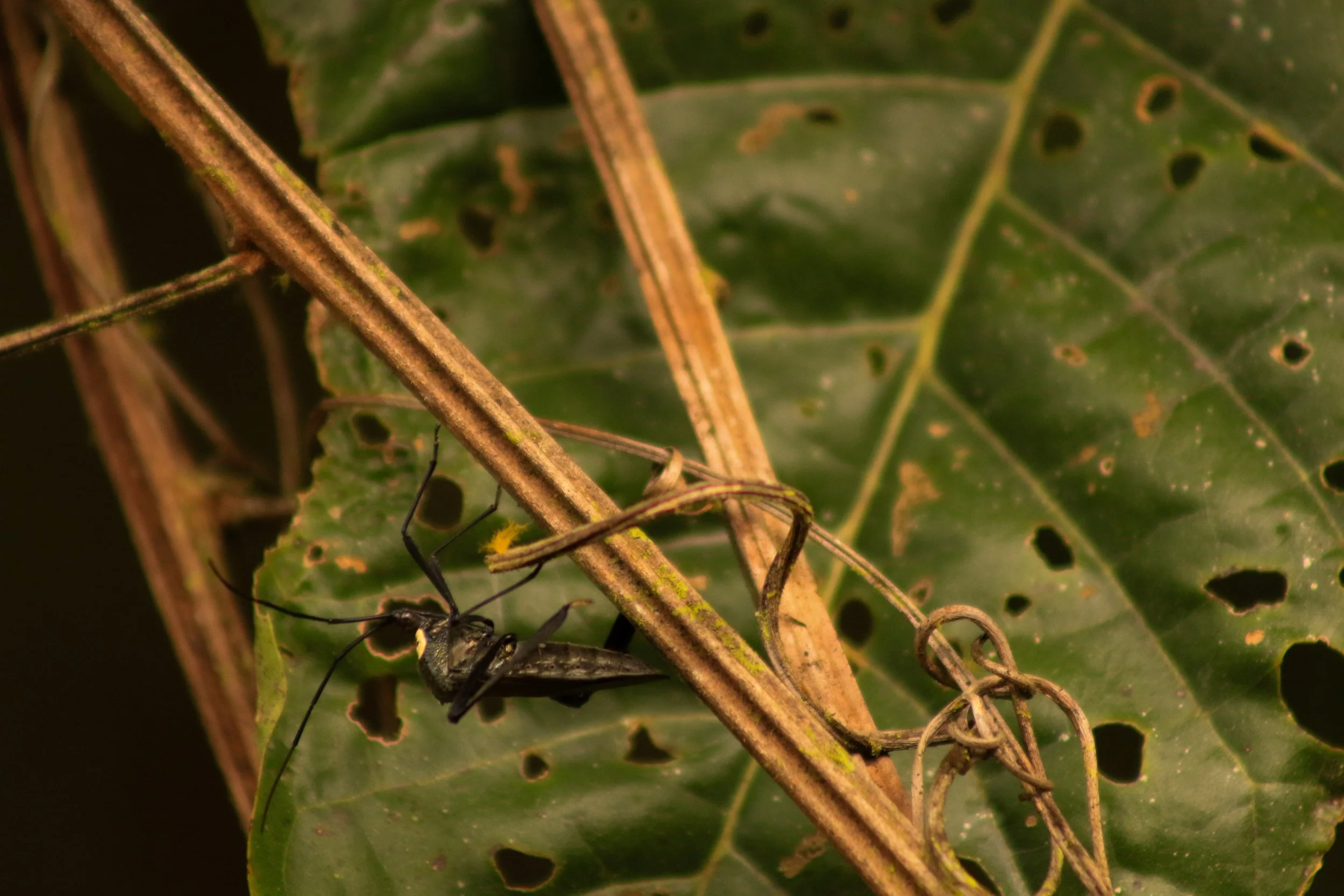 A close-up of a small insect on a leaf, with some dried plant stems and a green, holey leaf in the background.