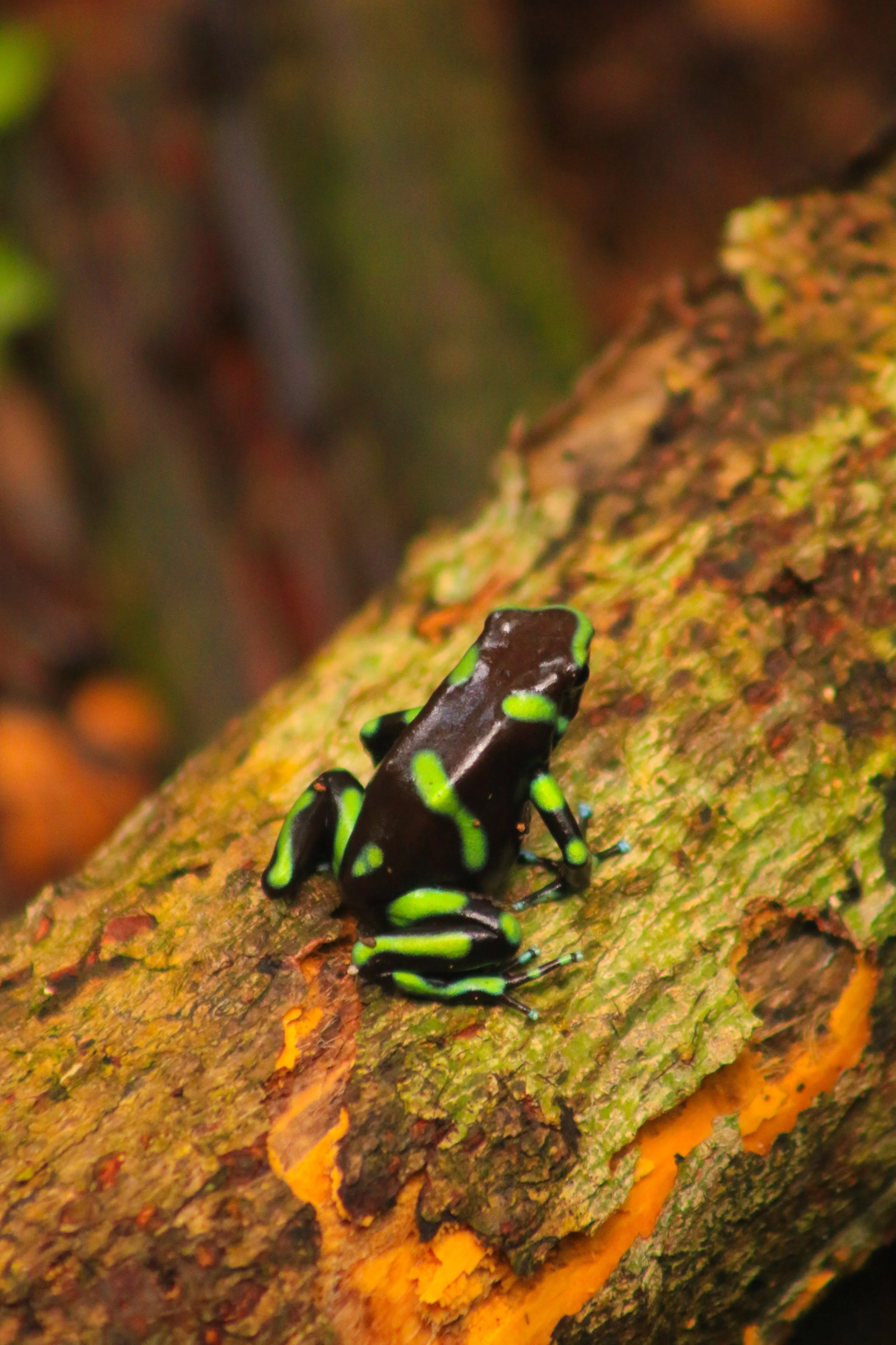 A black frog with bright green markings sitting on a mossy, textured piece of wood in a forest environment.