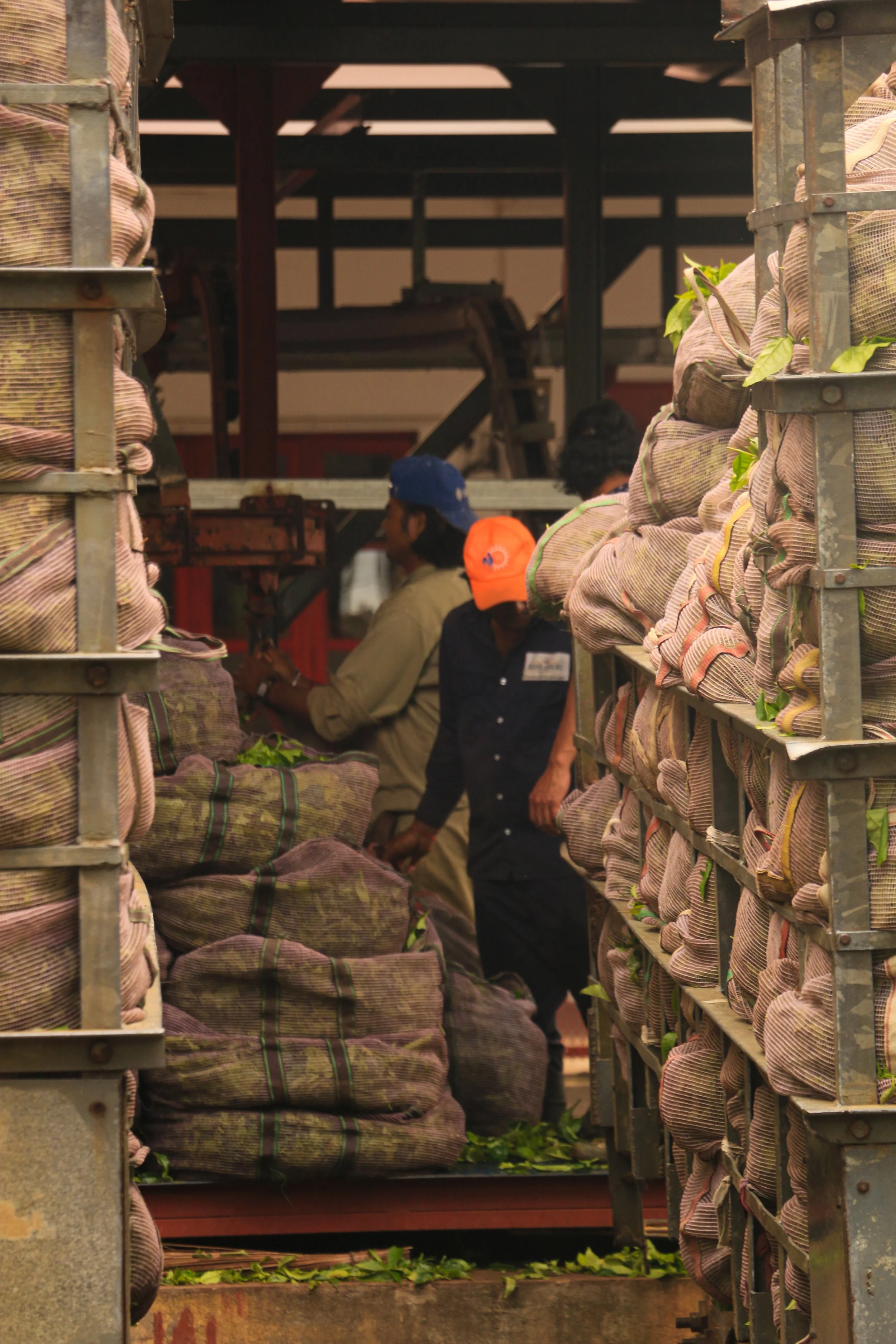 Workers loading bags of harvested crop onto a truck, with stacks of filled bags on shelves nearby.