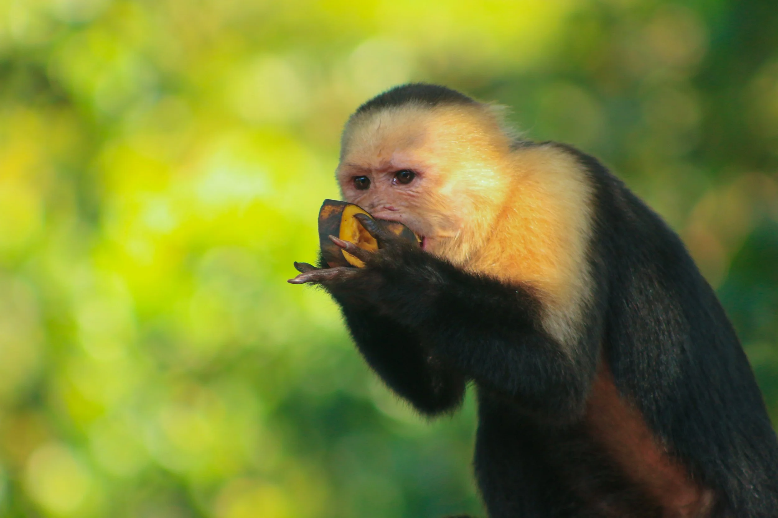 A close-up of a capuchin monkey holding and eating a yellow fruit with black and yellow coloring, set against a blurred green forest background.