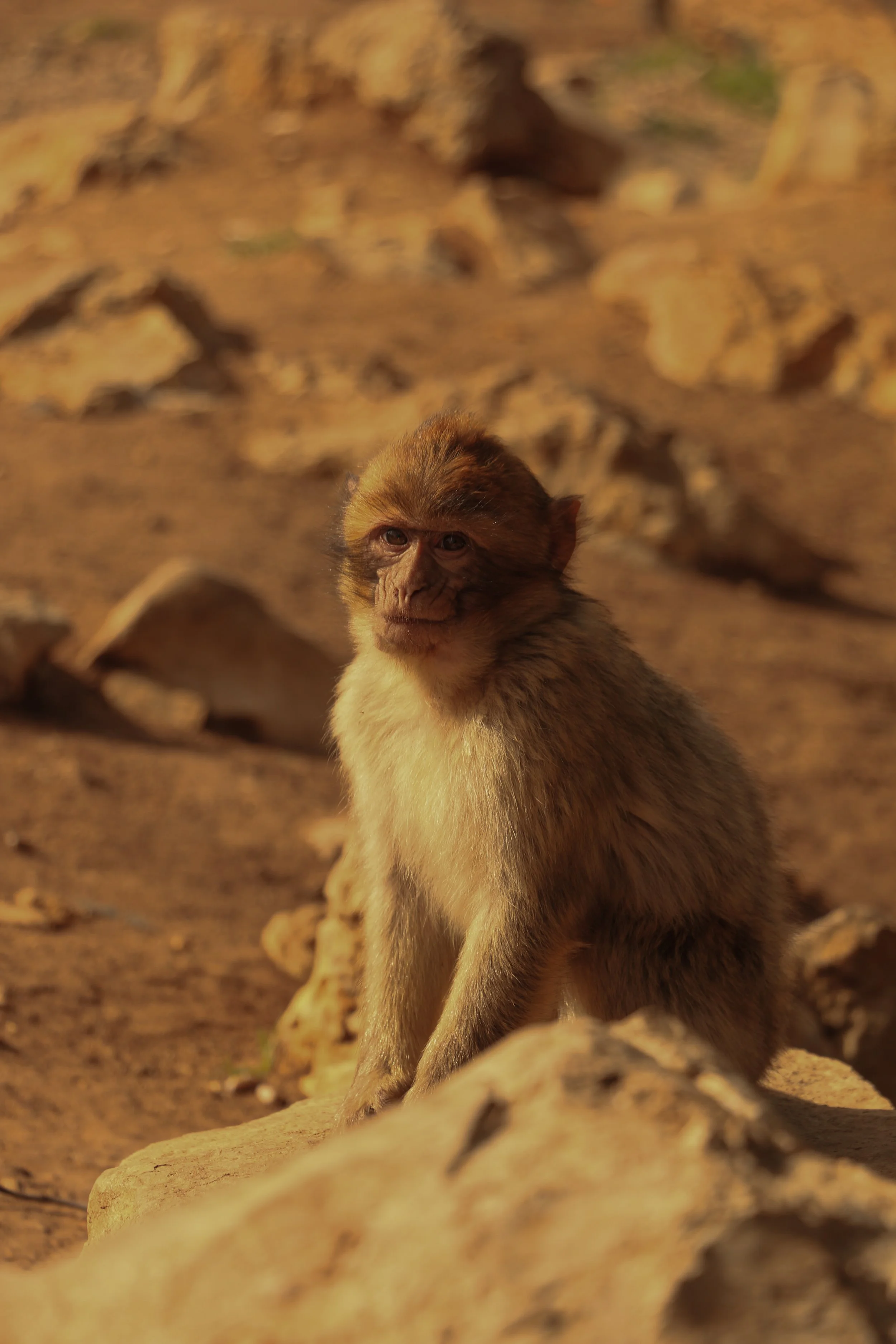 A monkey sitting on rocks in a natural outdoor environment.
