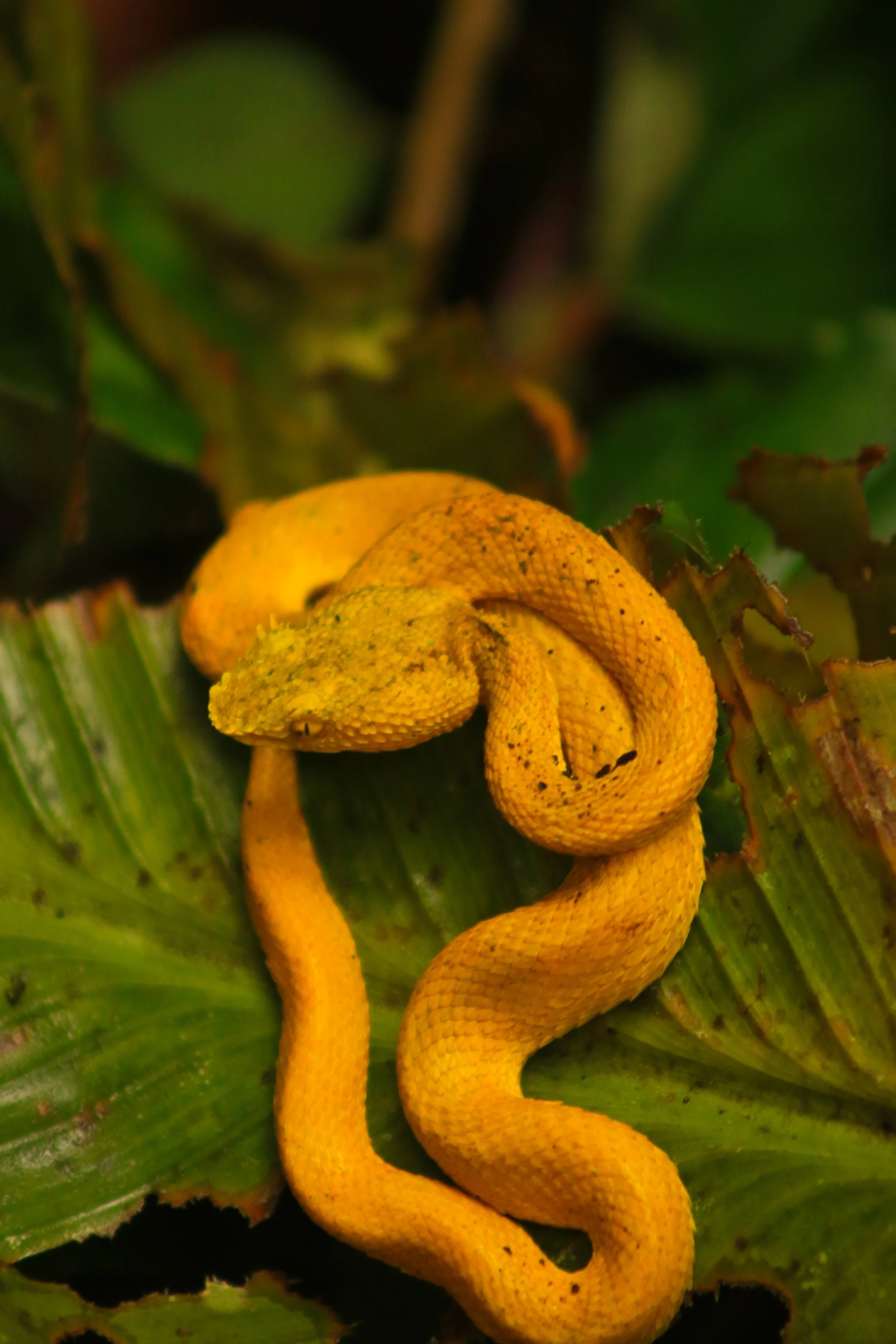 A small yellow snake coiled on a green leaf.