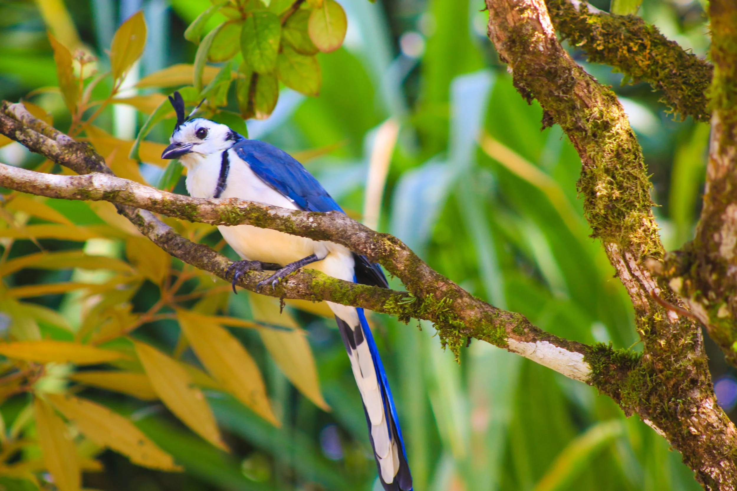 A blue and white bird with a crest on its head, perched on a tree branch surrounded by green and yellow foliage in a lush forest.
