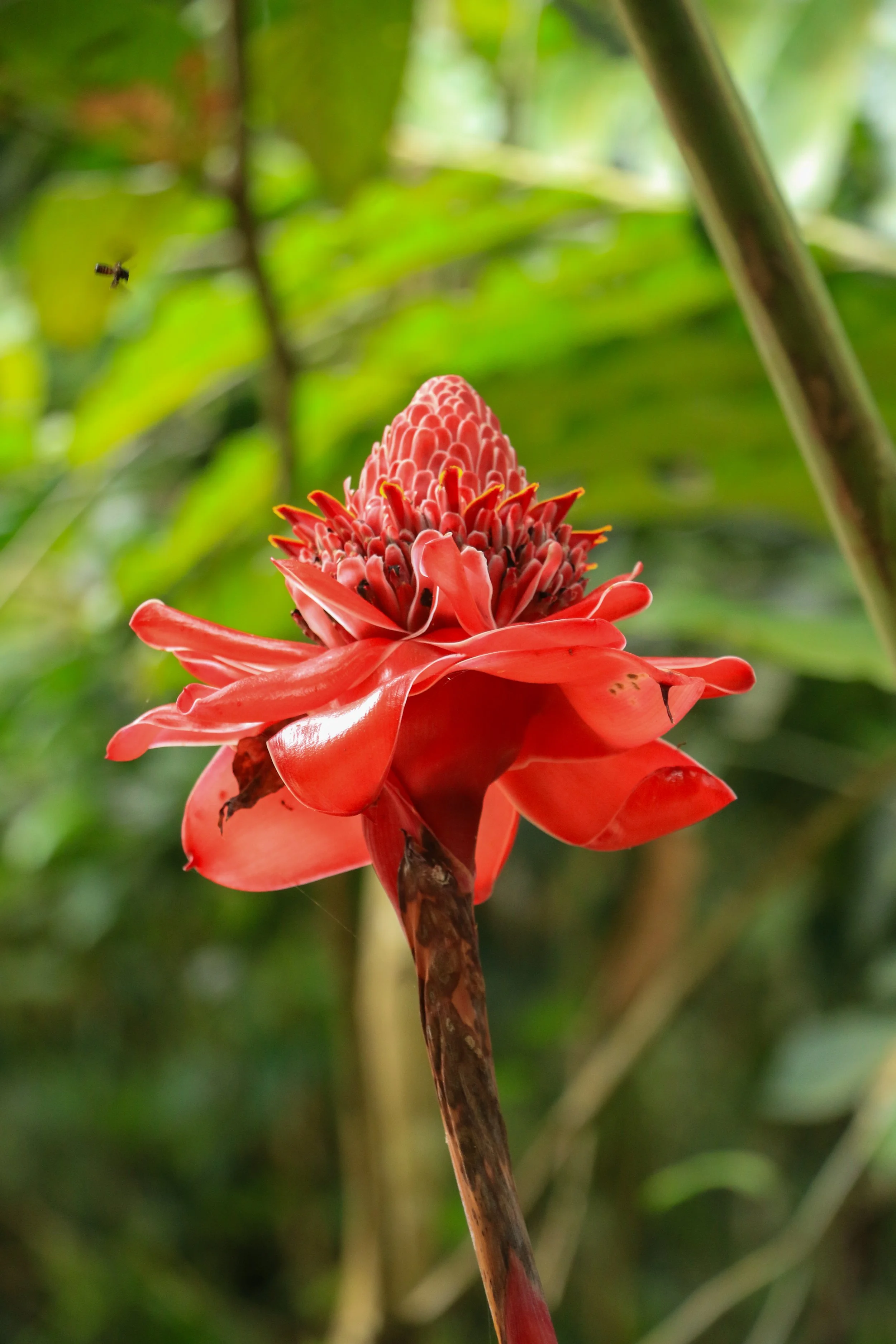 Close-up of a red ginger flower with a bee flying nearby in a lush green background.