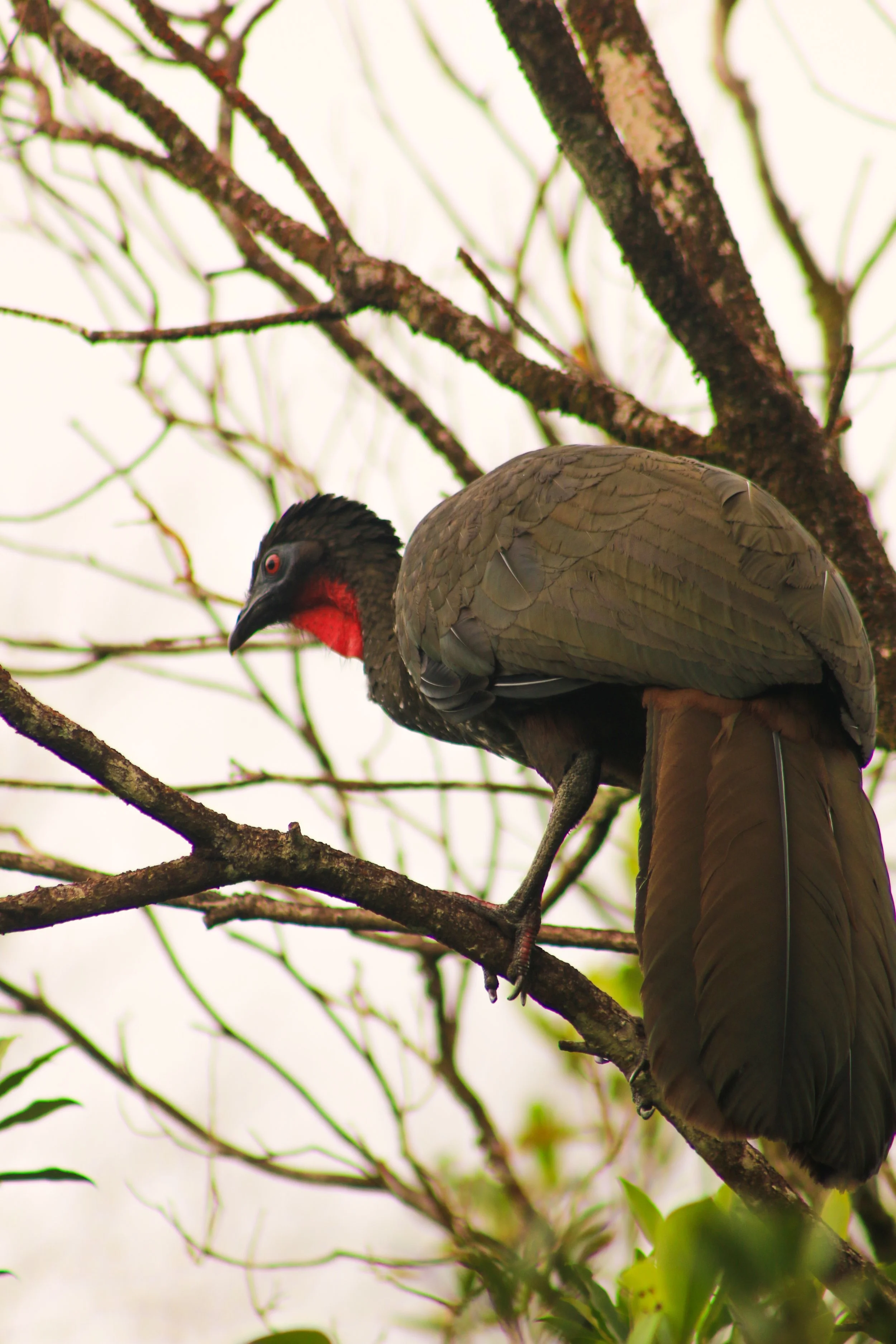 A bird perched on a tree branch with a black head, red face, and brown feathers, surrounded by leafless branches.