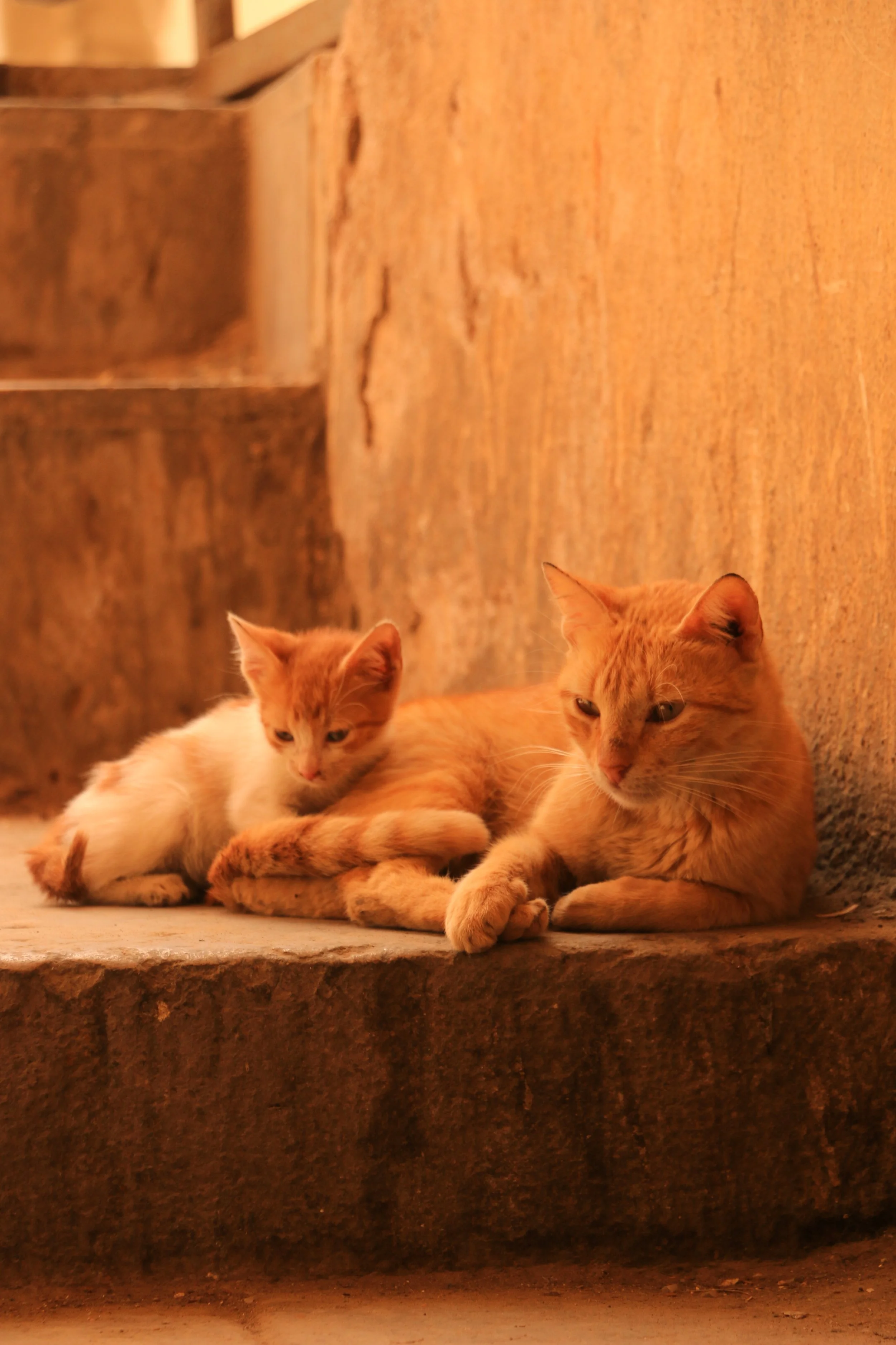 A mother cat lying on a step with her kitten next to her, both in a warm, softly lit setting.