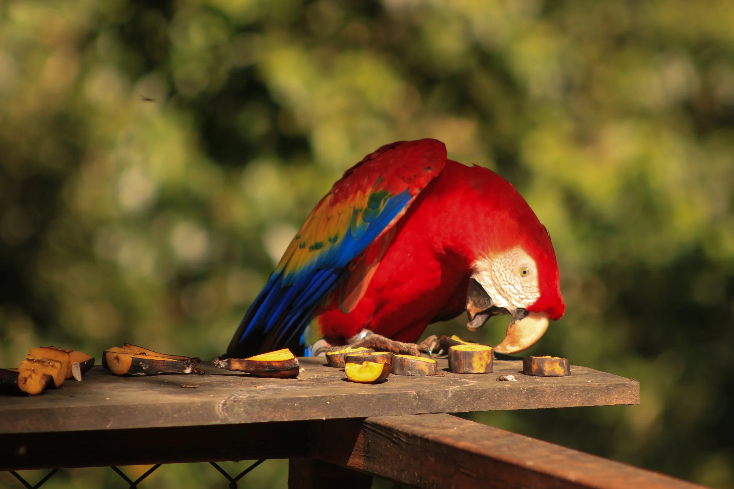 A colorful parrot with red, yellow, green, and blue feathers perched on a wooden table, eating slices of yellow fruit.