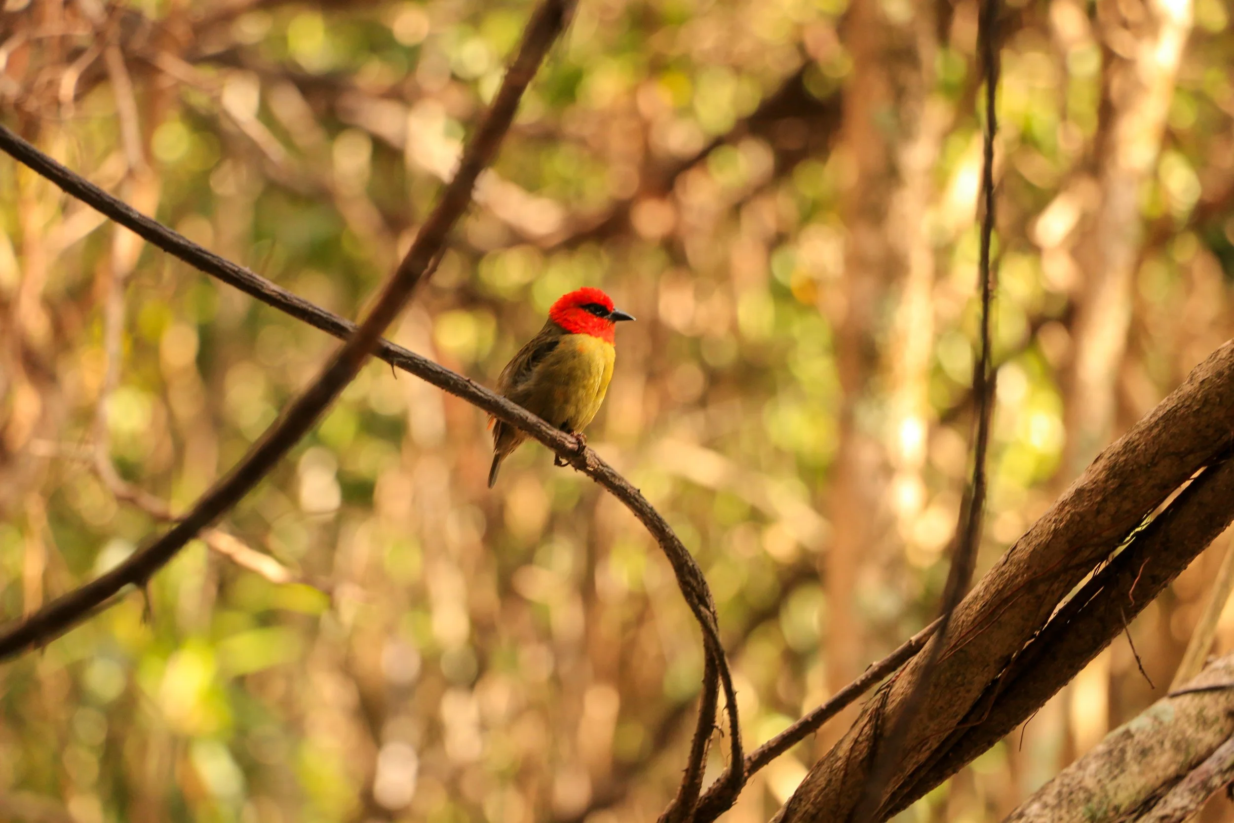 A small bird with a bright red head and yellow body perched on a thin branch in a forested area with blurred background.