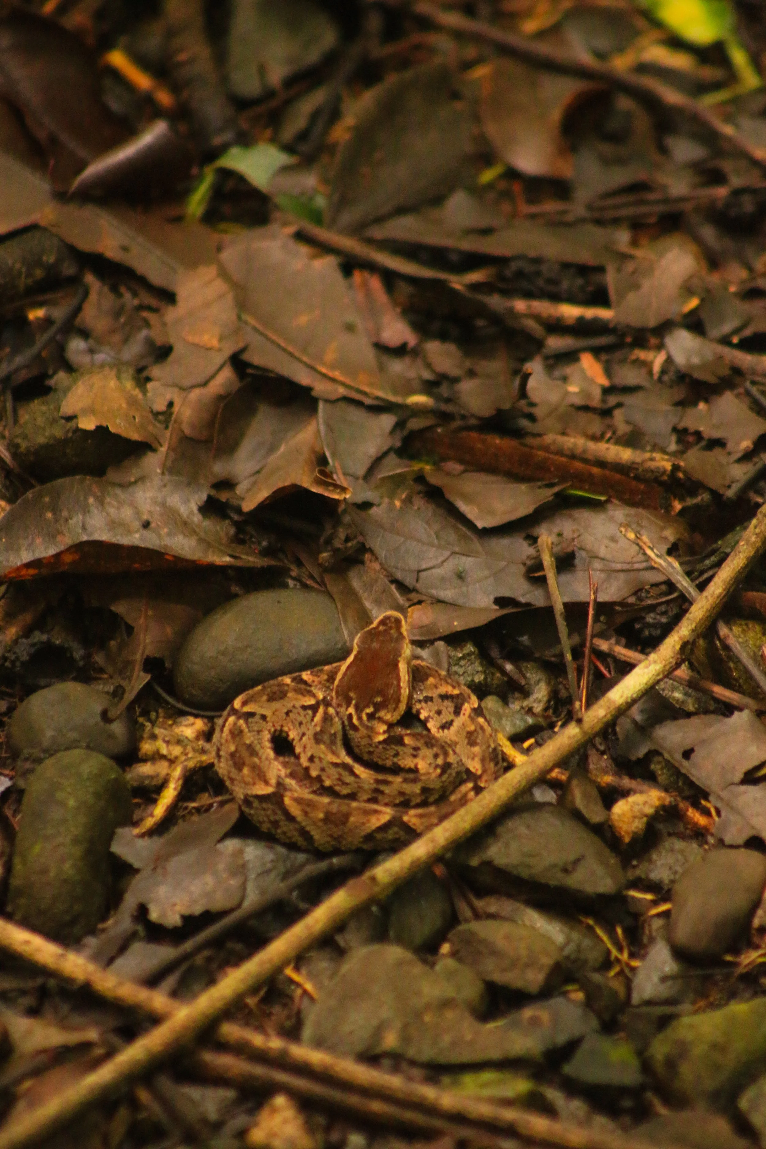 A small camouflaged snake blending into a forest floor covered with leaves, rocks, and twigs.