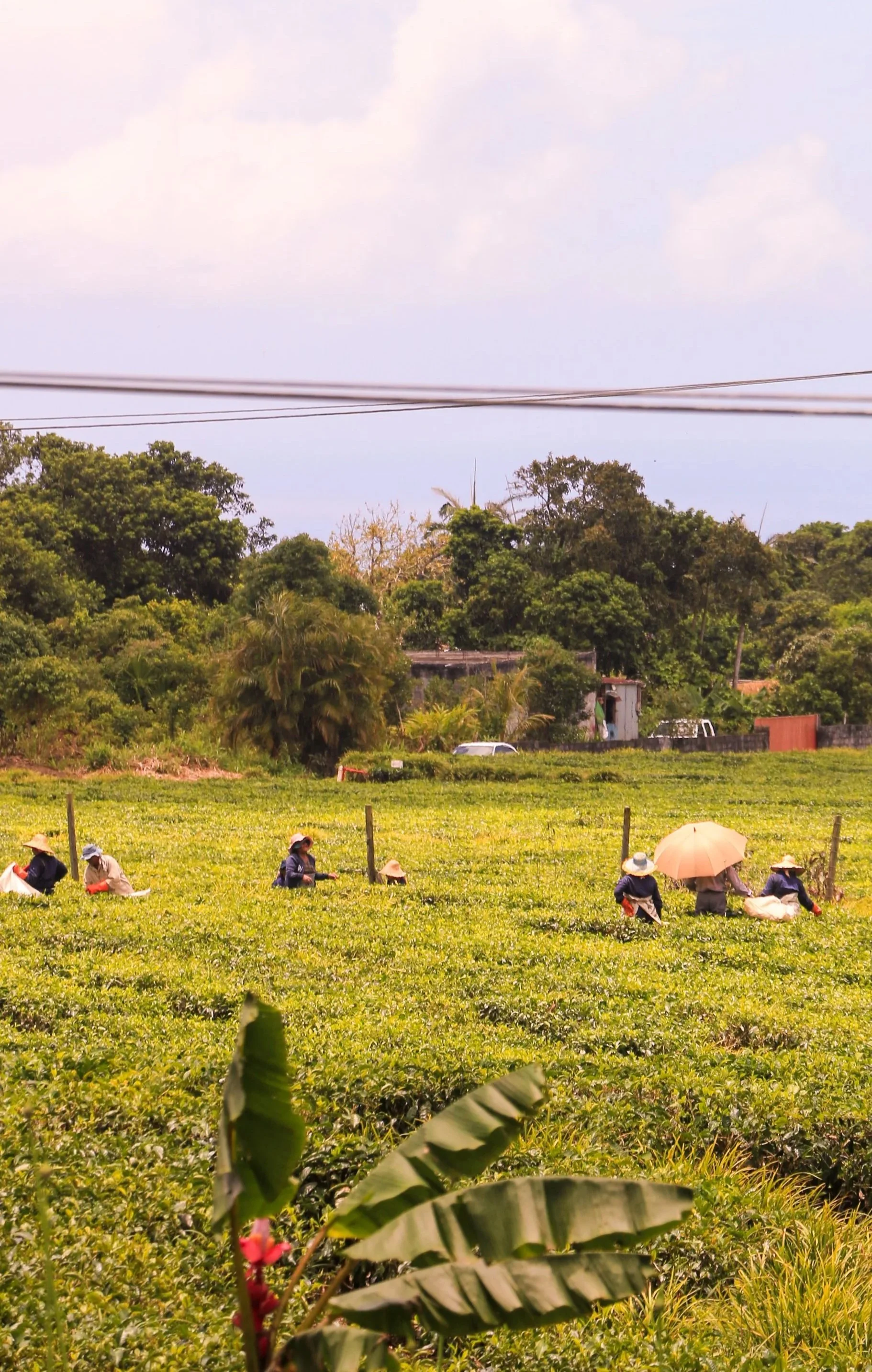 Farmers harvesting crops in a green field with trees and a partly cloudy sky in the background.