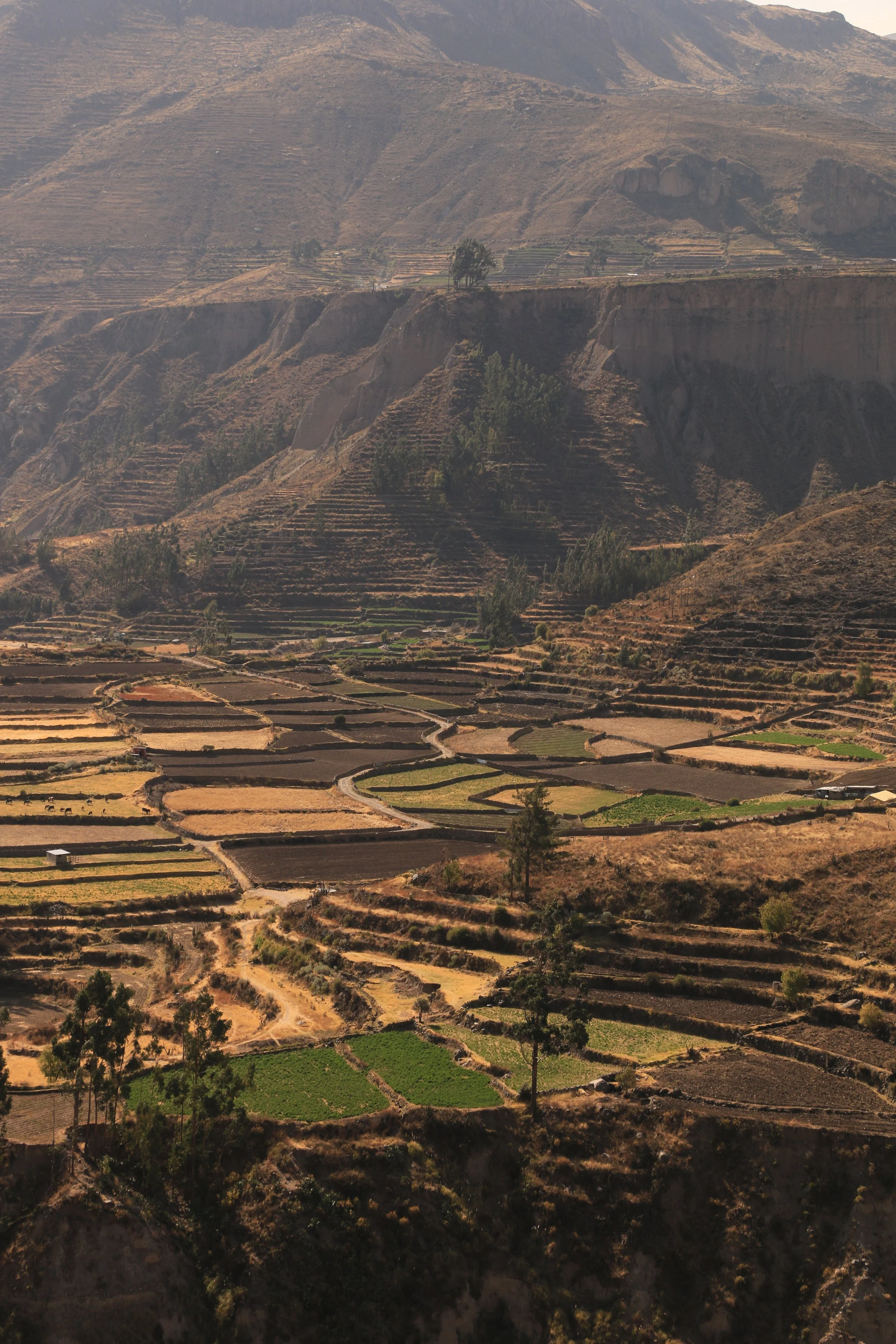 Scenic landscape of terraced farmland on a hillside with mountains in the background.
