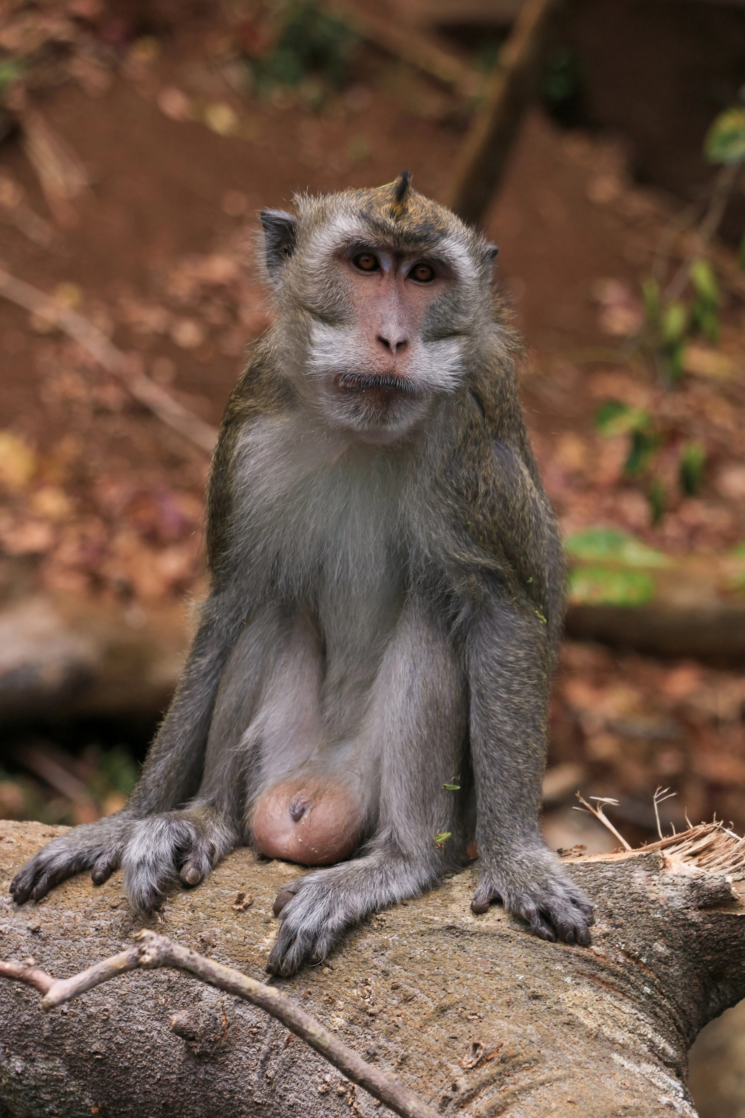 A mandrill monkey sitting on a fallen tree branch in a forest, with a serious expression, winking with one eye.