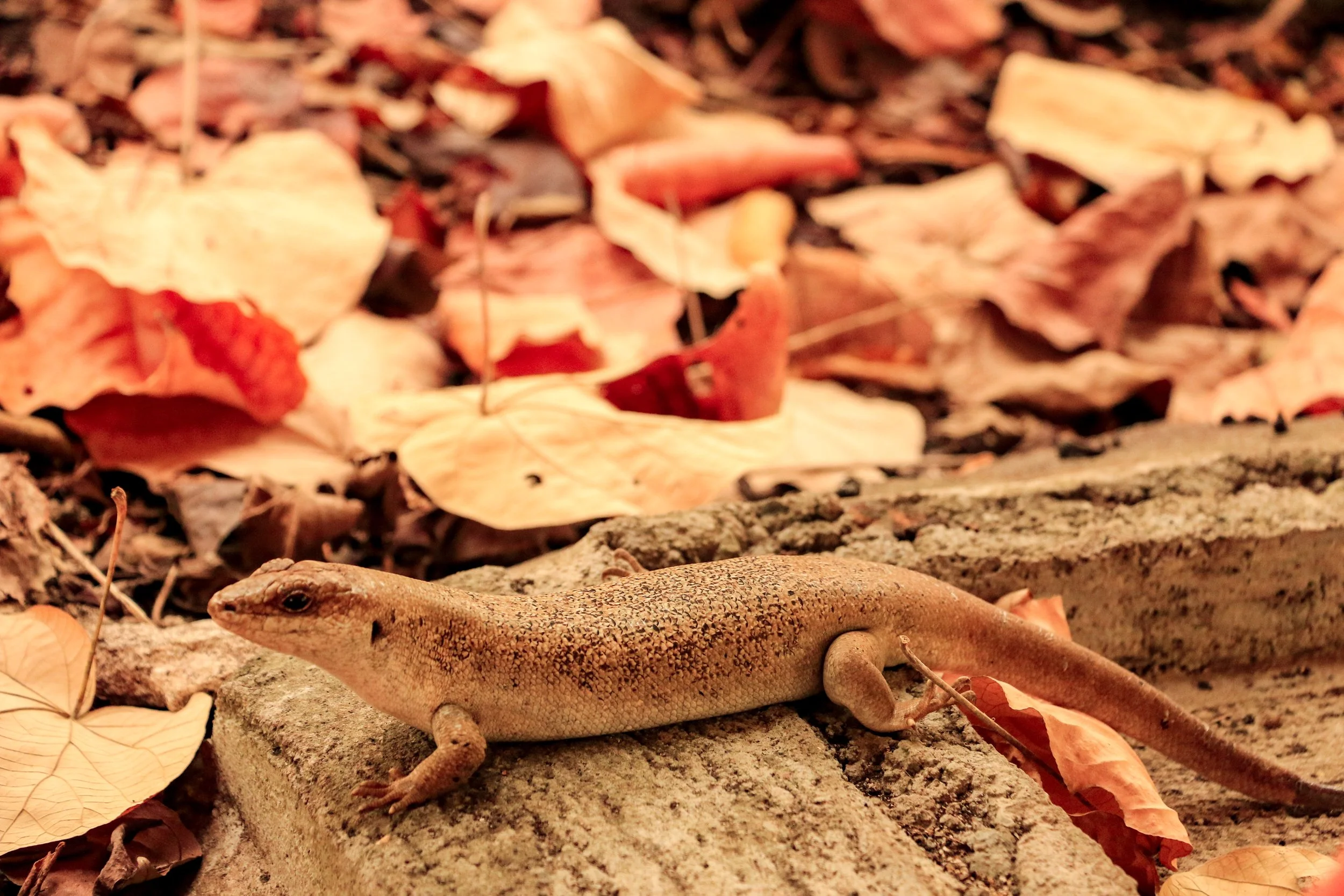 A small brown lizard with speckled skin lying on a brick amidst fallen autumn leaves.