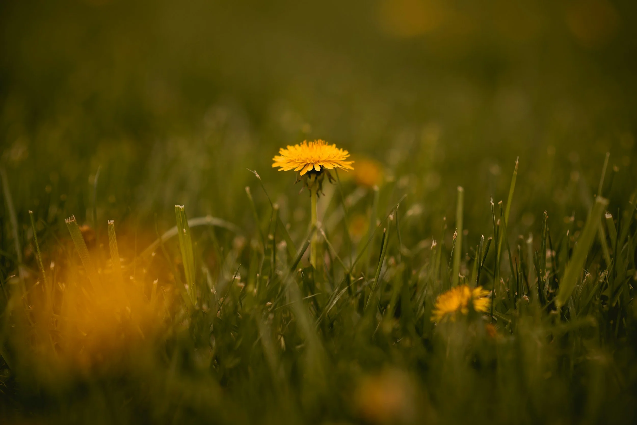 unsplash-image-bBOgQyCGcYQ.jpg