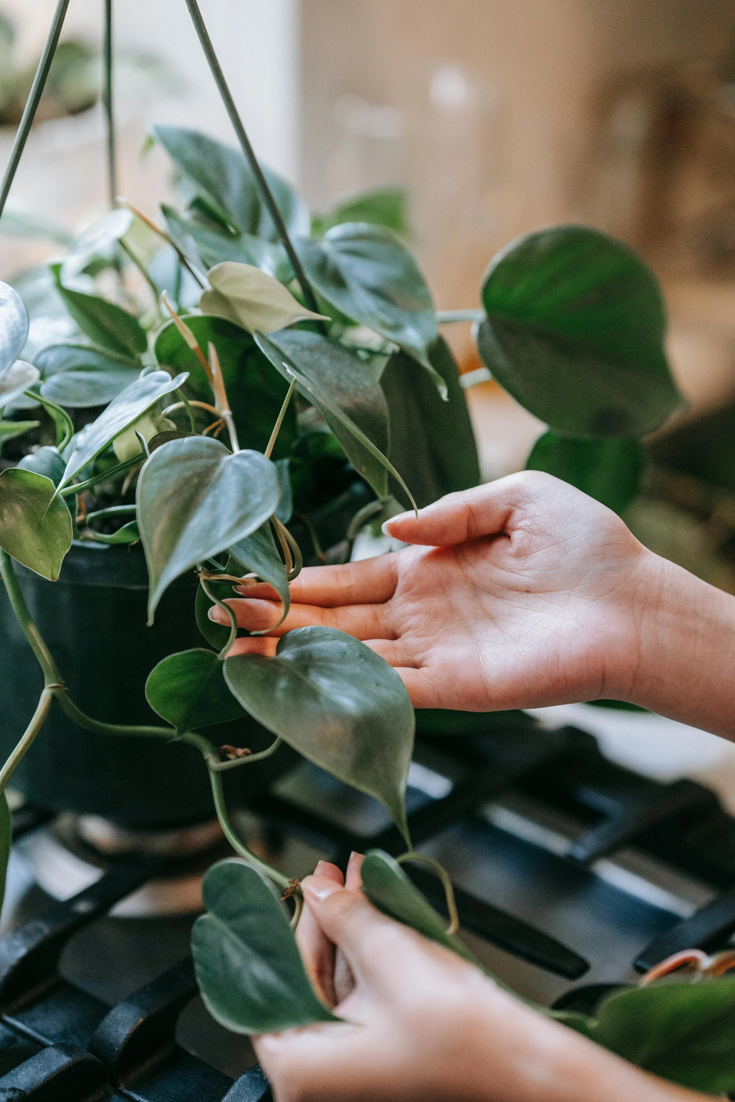 Woman gently planting a houseplant indoors, symbolizing healing, growth, and trauma recovery through nature and therapy.