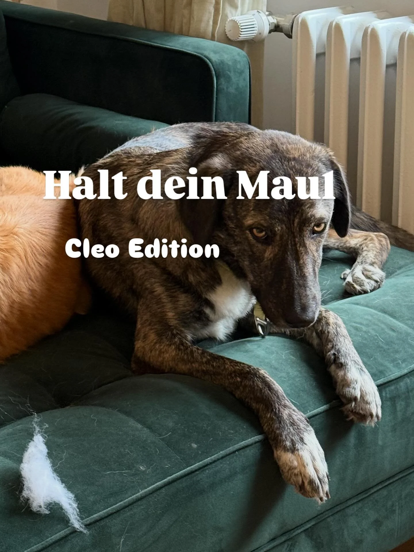 LG MEME-CLEO 💅