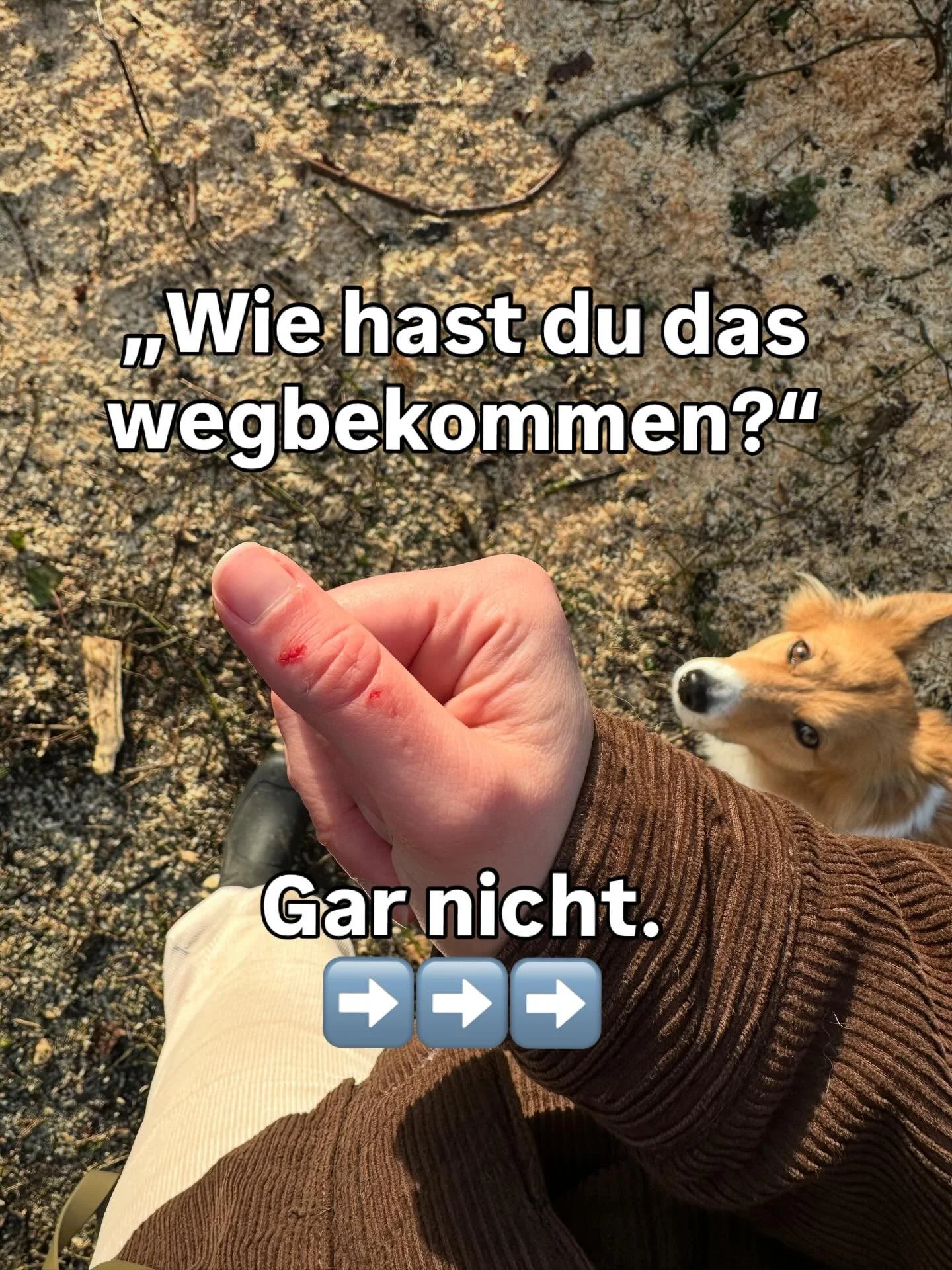 Weil ich die Frage immer wieder gestellt bekomme.🫶🏻 Bin keine Hundetrainerin oder so als sorry wenn ich Bl&ouml;dsinn laber aber so sind meine Gedanken dazu irgendwie. Ergibt das Sinn?🤣

#hunde
