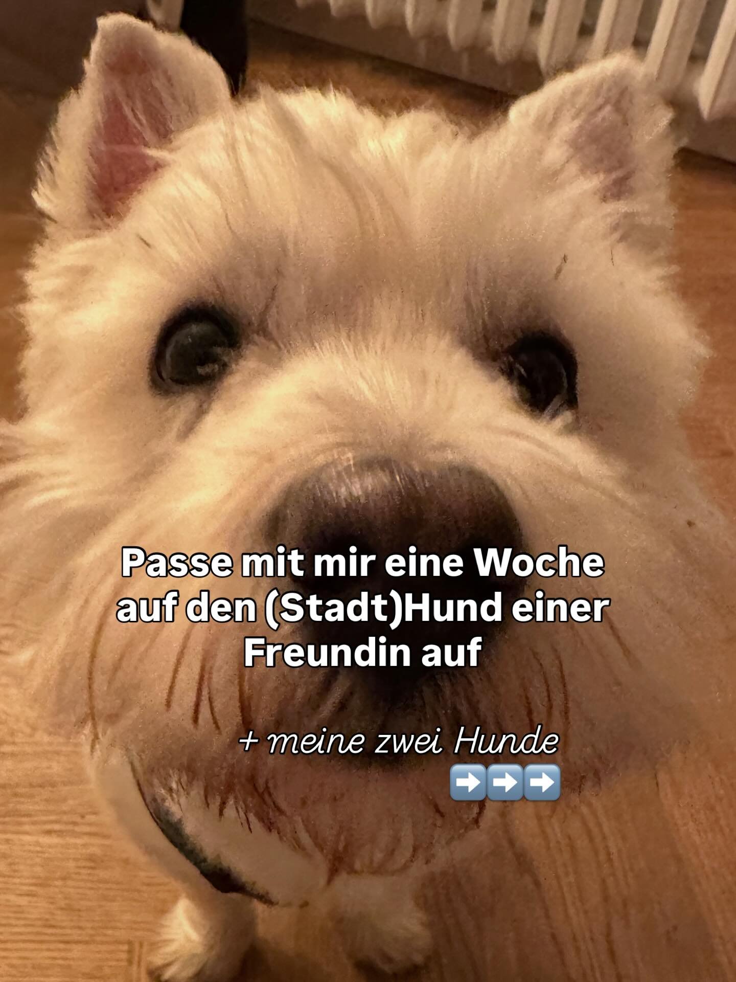 Bis zum n&auml;chsten Mal Charlie👋🏻

#hundeliebe