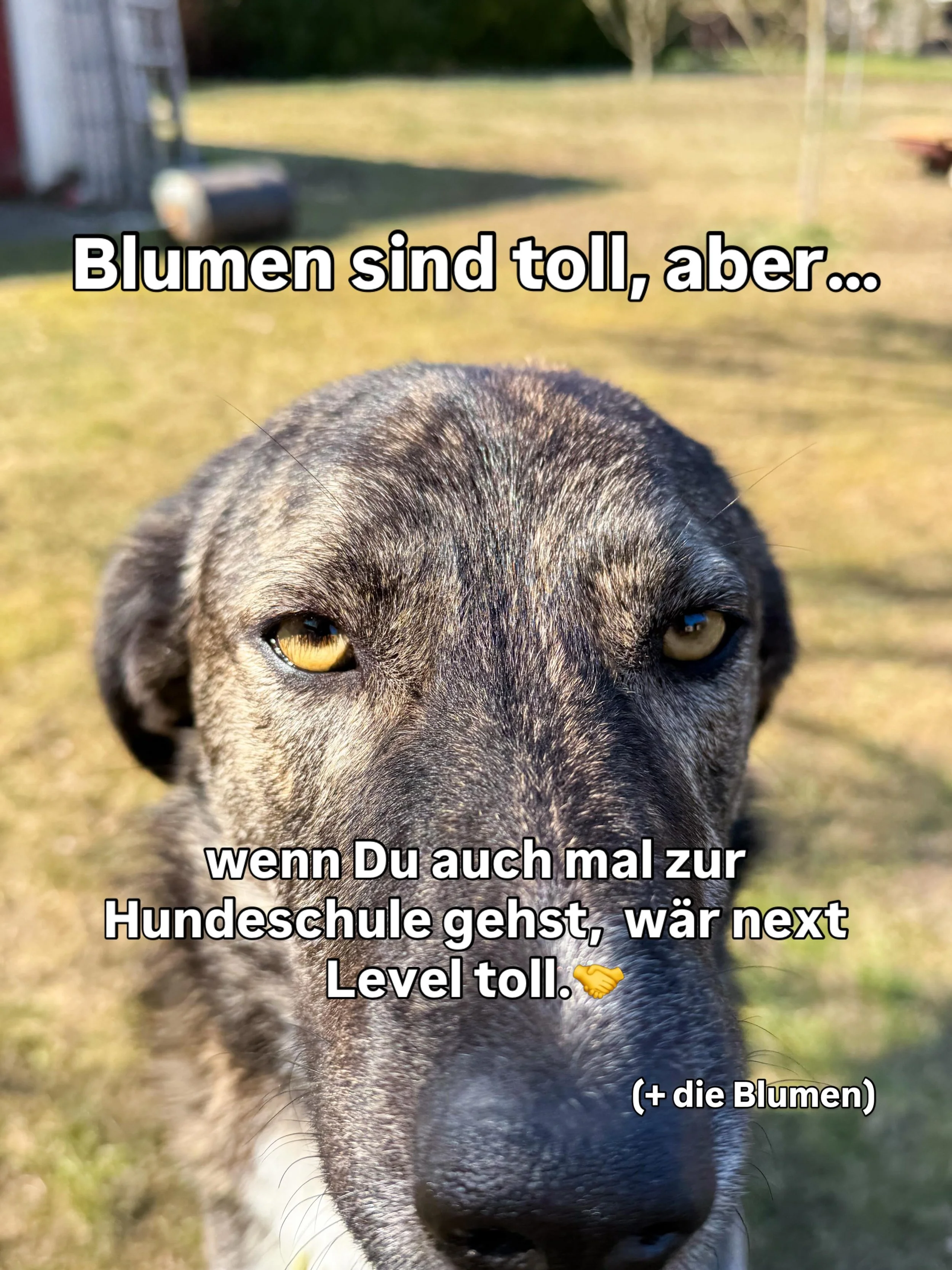 Alles Gute zum Muttertag an alle Rockstar-Muttis da drau&szlig;en.💖🫶💅

#hunde
