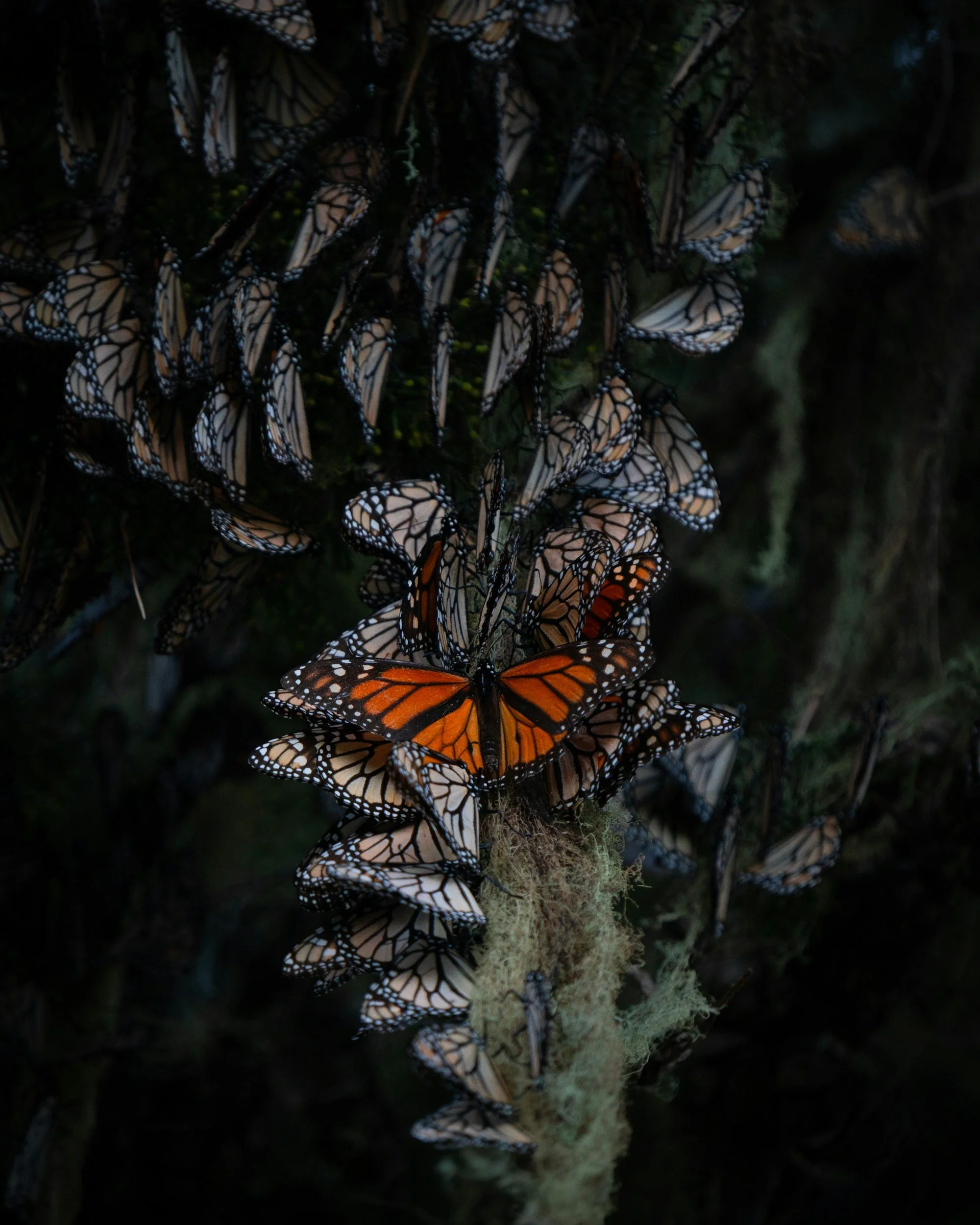 Monarch butterfly with its wings open against a cluster of other monarchs with their wings closed