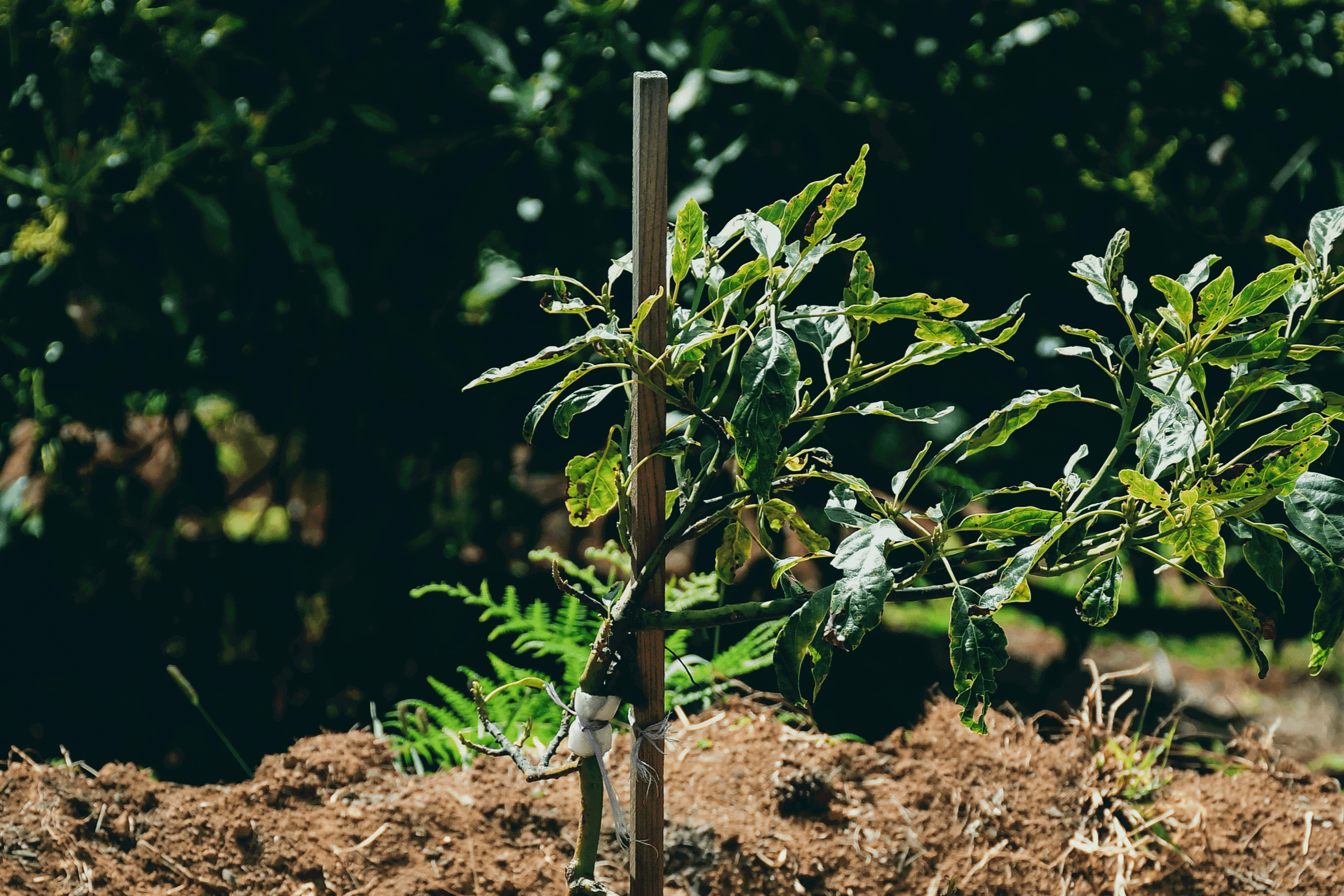 A young avocado sapling in a professionally managed orchard, representing a Separately Managed Account (SMA) for farmland investors