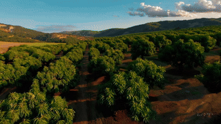 20241228_1152_Serene Avocado Orchard_simple_compose_01jg76c74bfk59xcevbzdr1qqx.gif