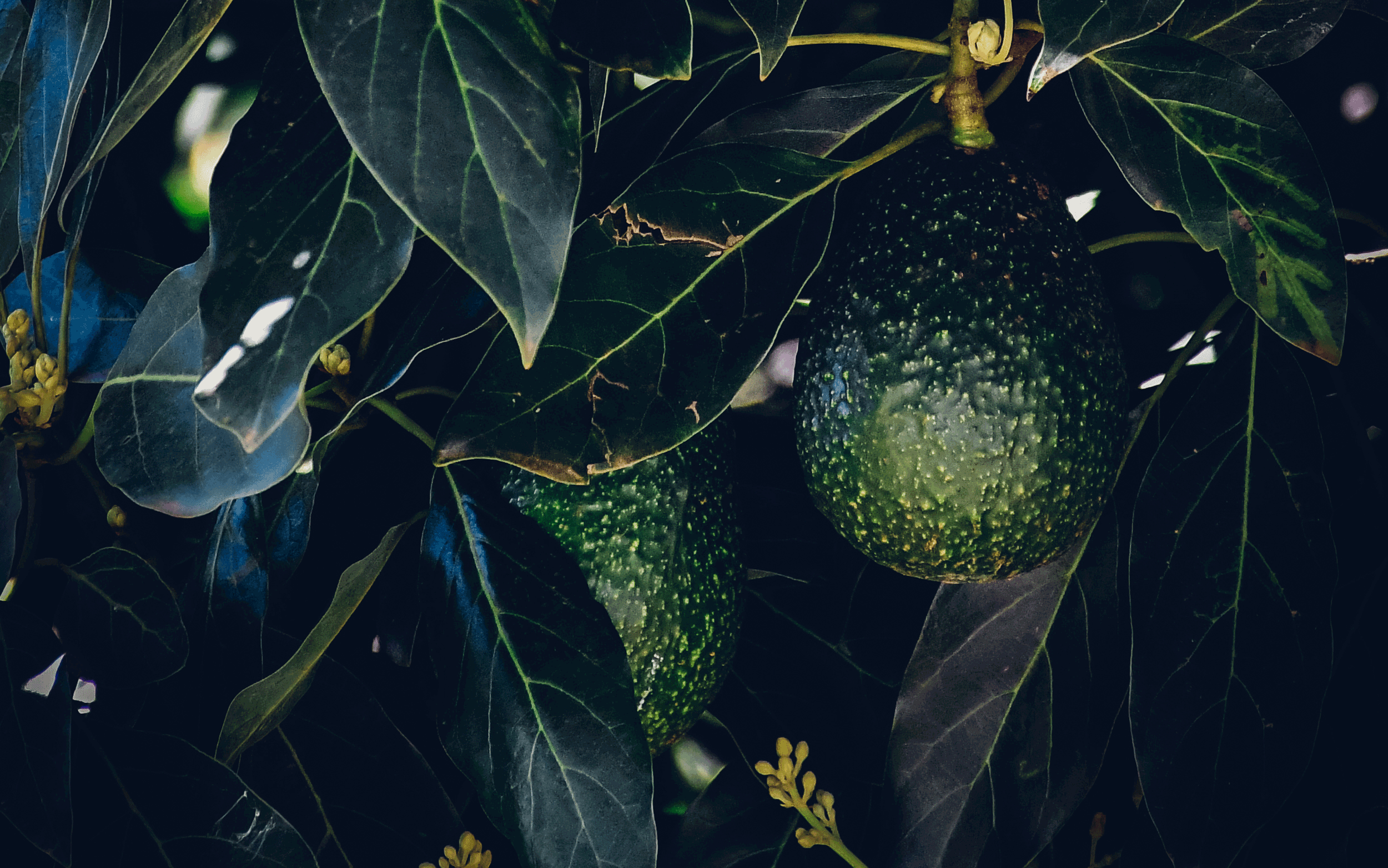 Current perspectives on the Global Avocado Market
