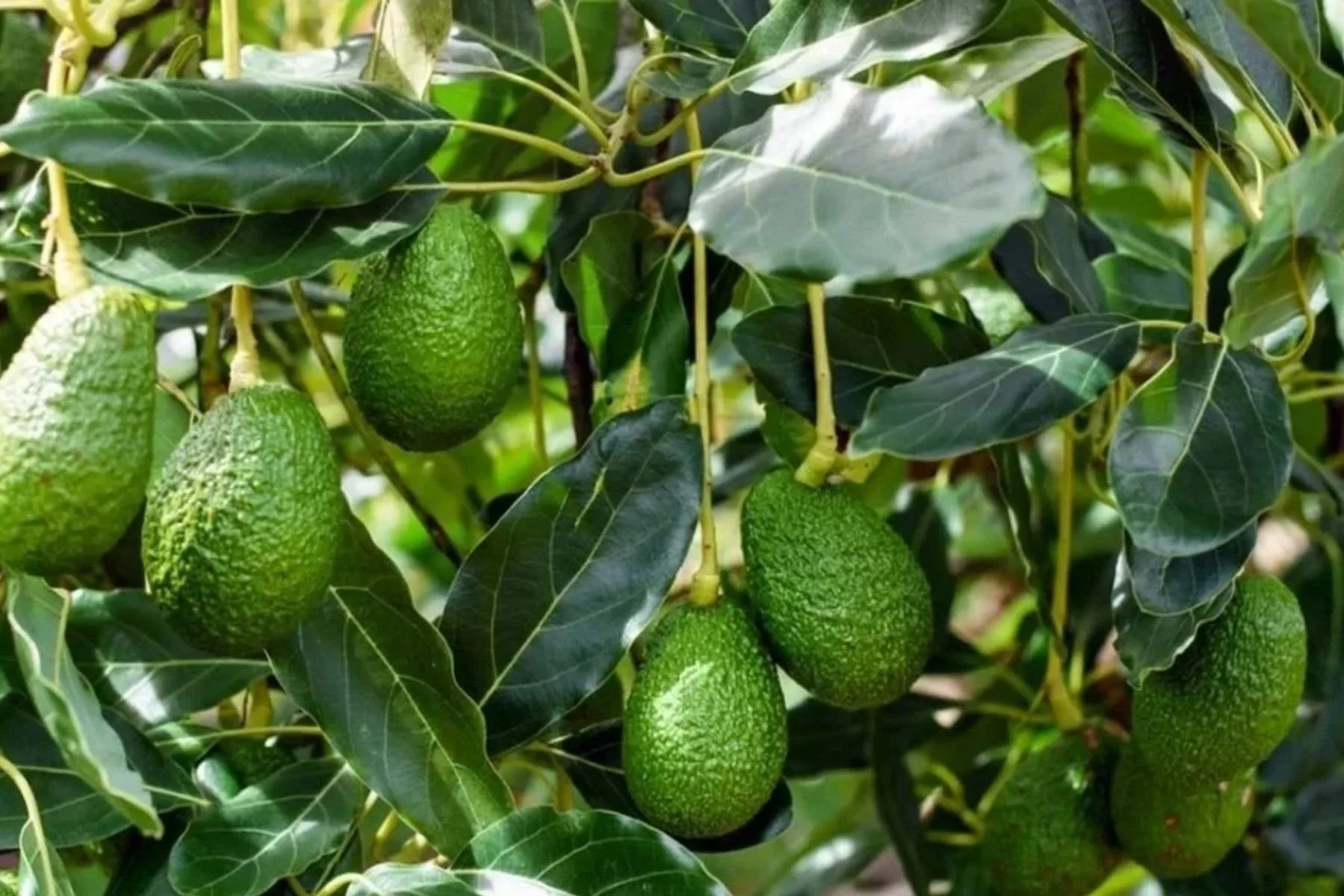 High-value avocado trees in a managed orchard, illustrating the tangible asset base for AVO Oro Verde’s 5-year structured loan