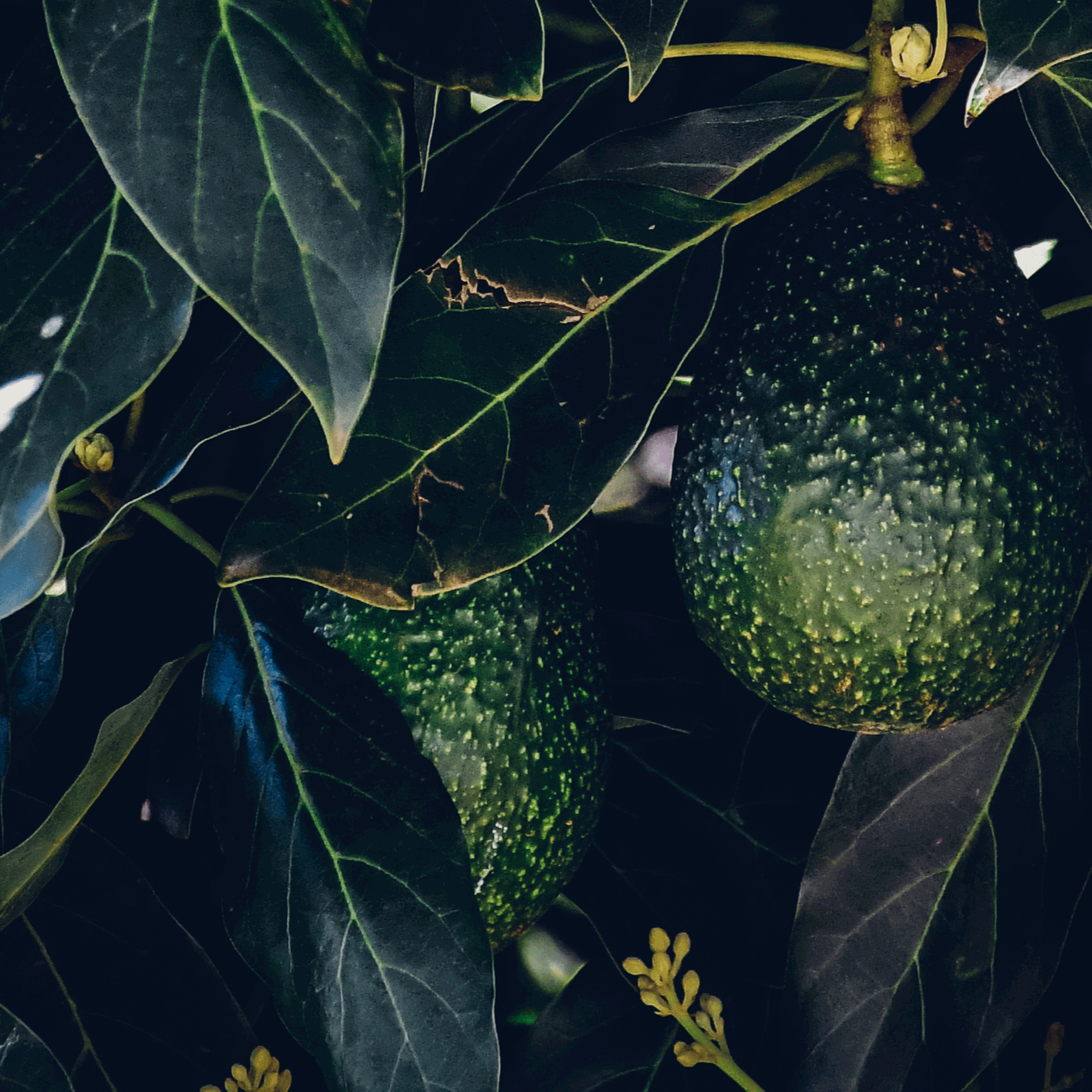 Asset-Backed Investment Opportunity