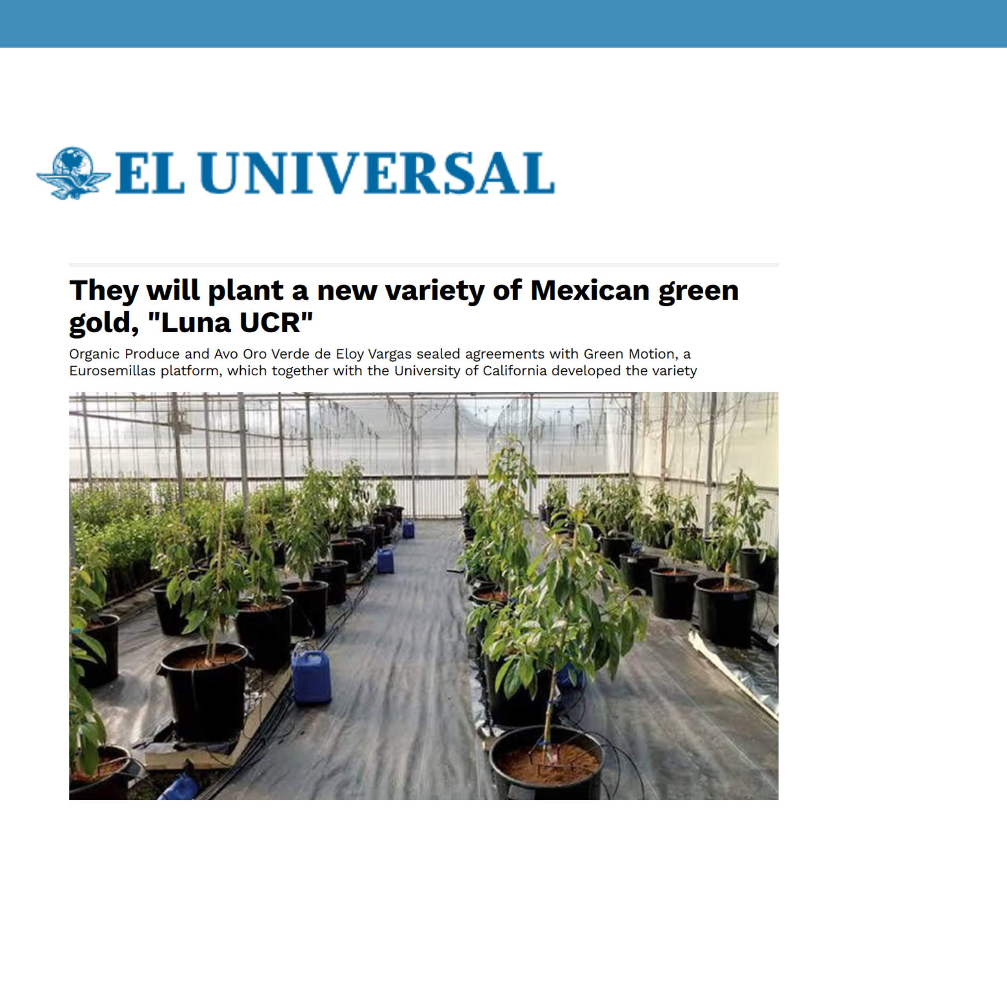 New variety of Mexican green gold called Luna UCR, developed through a collaboration between Avo Oro Verde de Eloy Vargas, Green Motion, and the University of California.