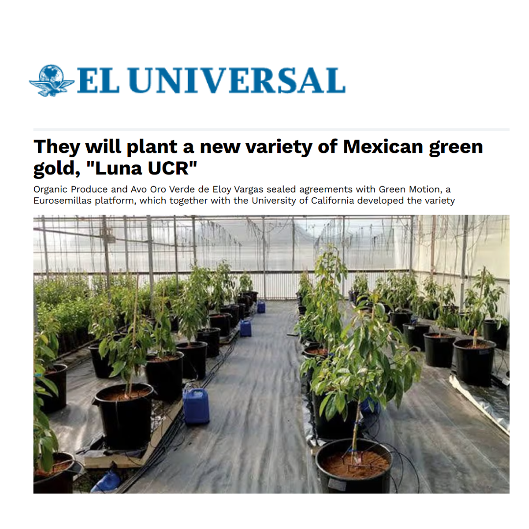 Avo Oro Verde _El Universal