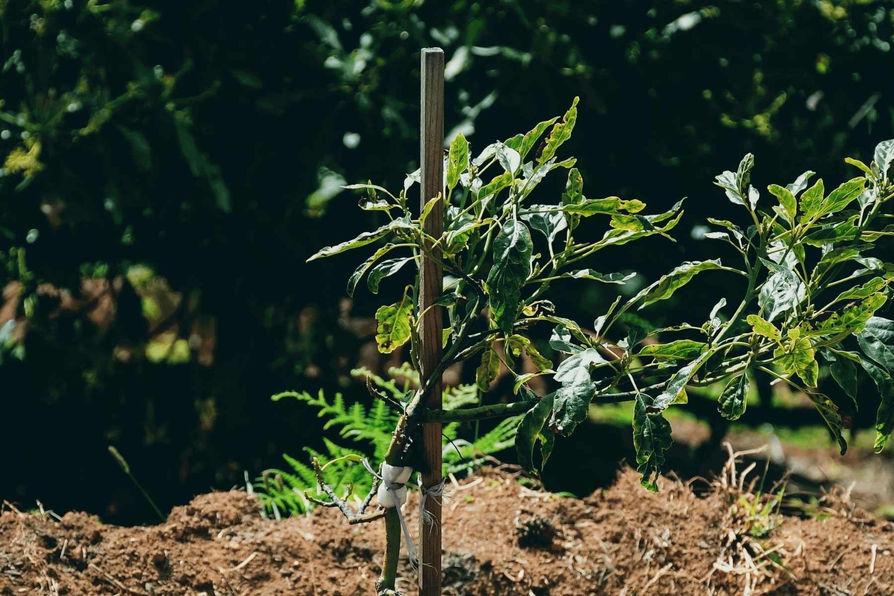 A young avocado sapling in a professionally managed orchard, representing a Separately Managed Account (SMA) for farmland investors