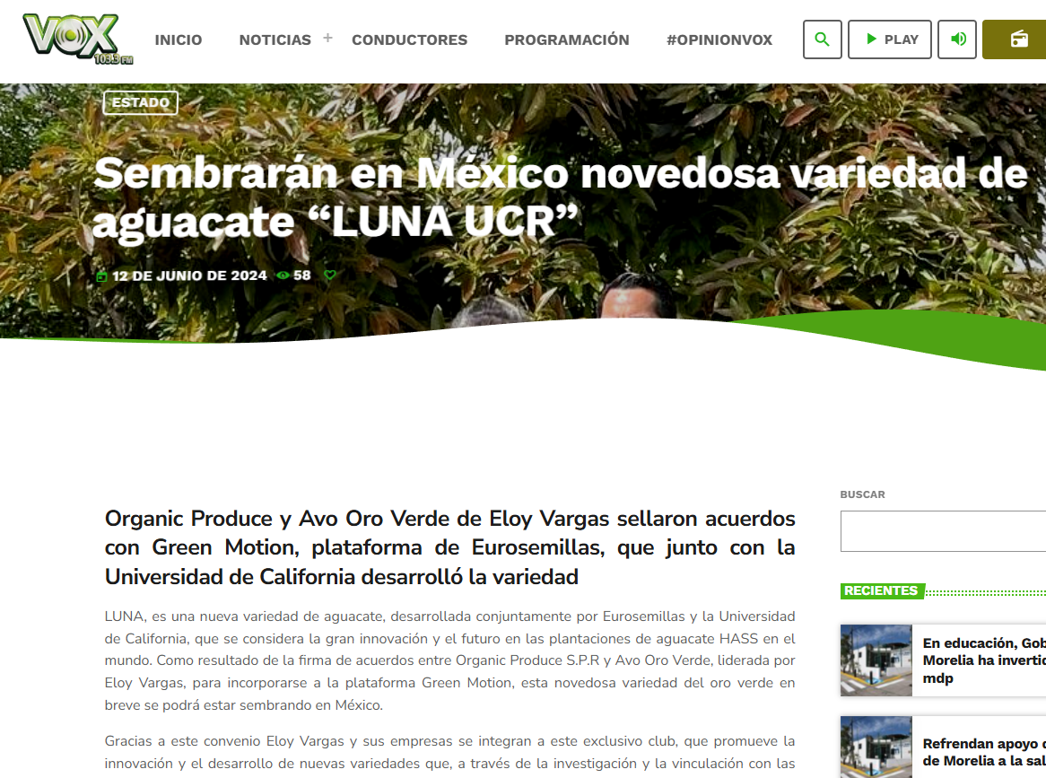 Avo Oro Verde_Voxmorelia