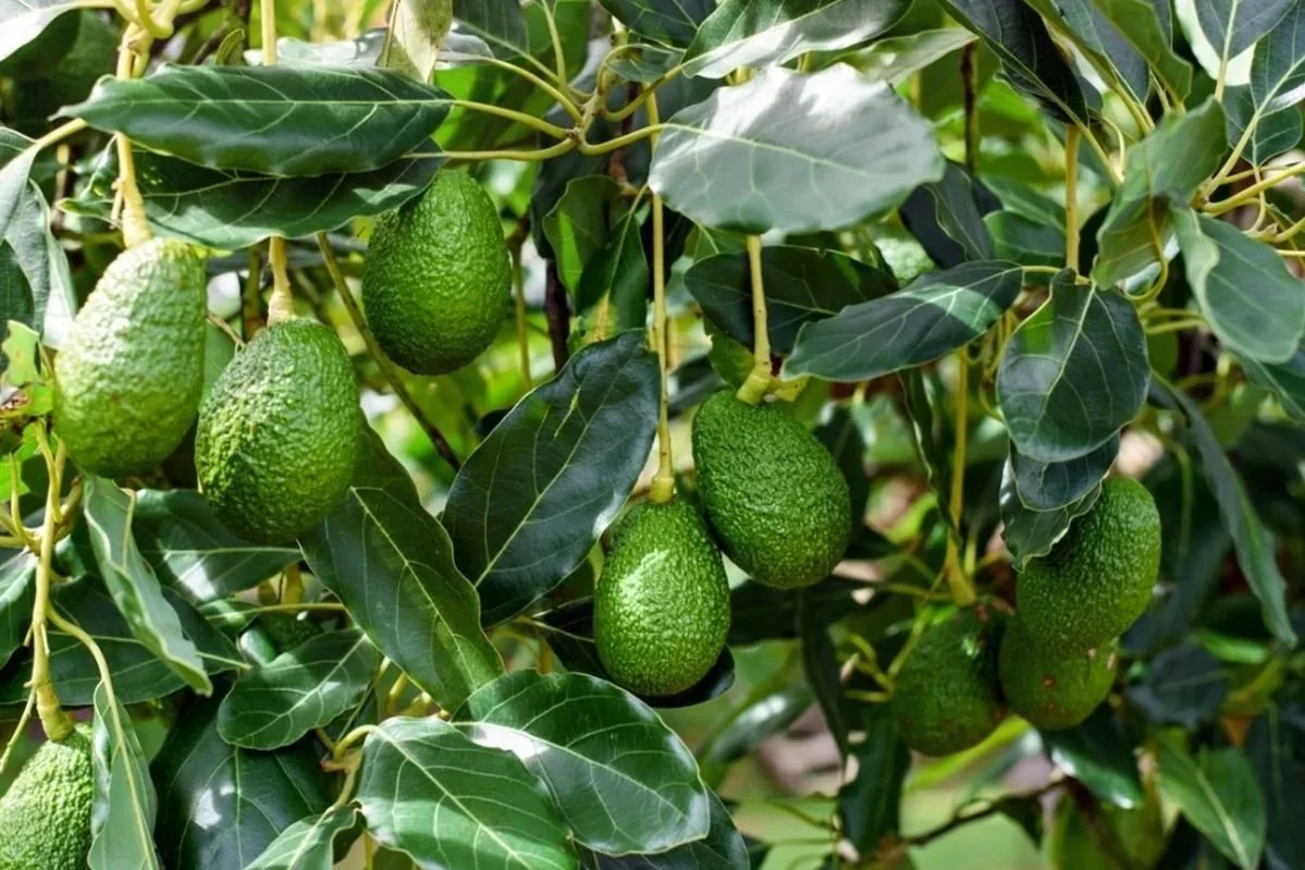 High-value avocado trees in a managed orchard, illustrating the tangible asset base for AVO Oro Verde’s 5-year structured loan