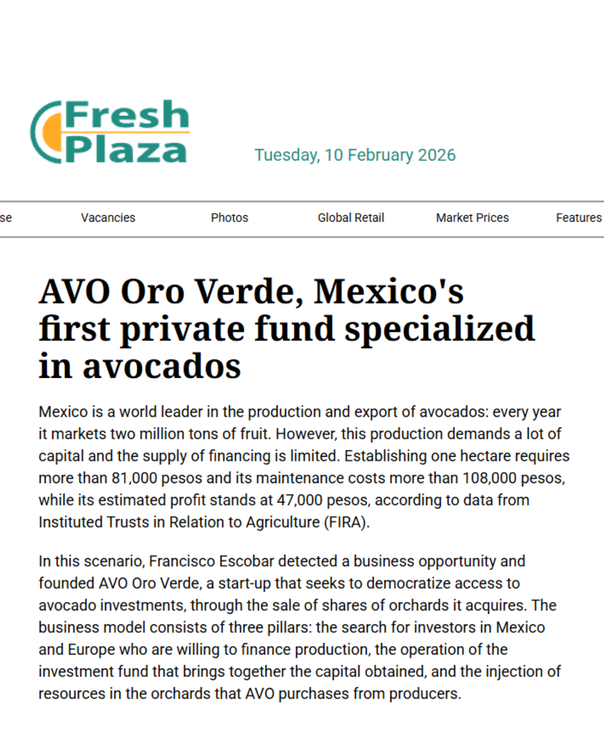 Avo Oro Verde_Fresh Plaza