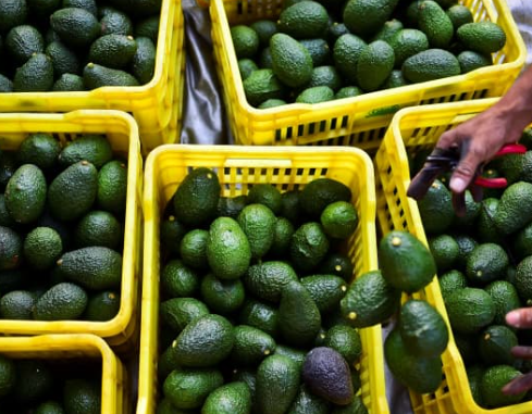 Avo oro verde_global avocado demand