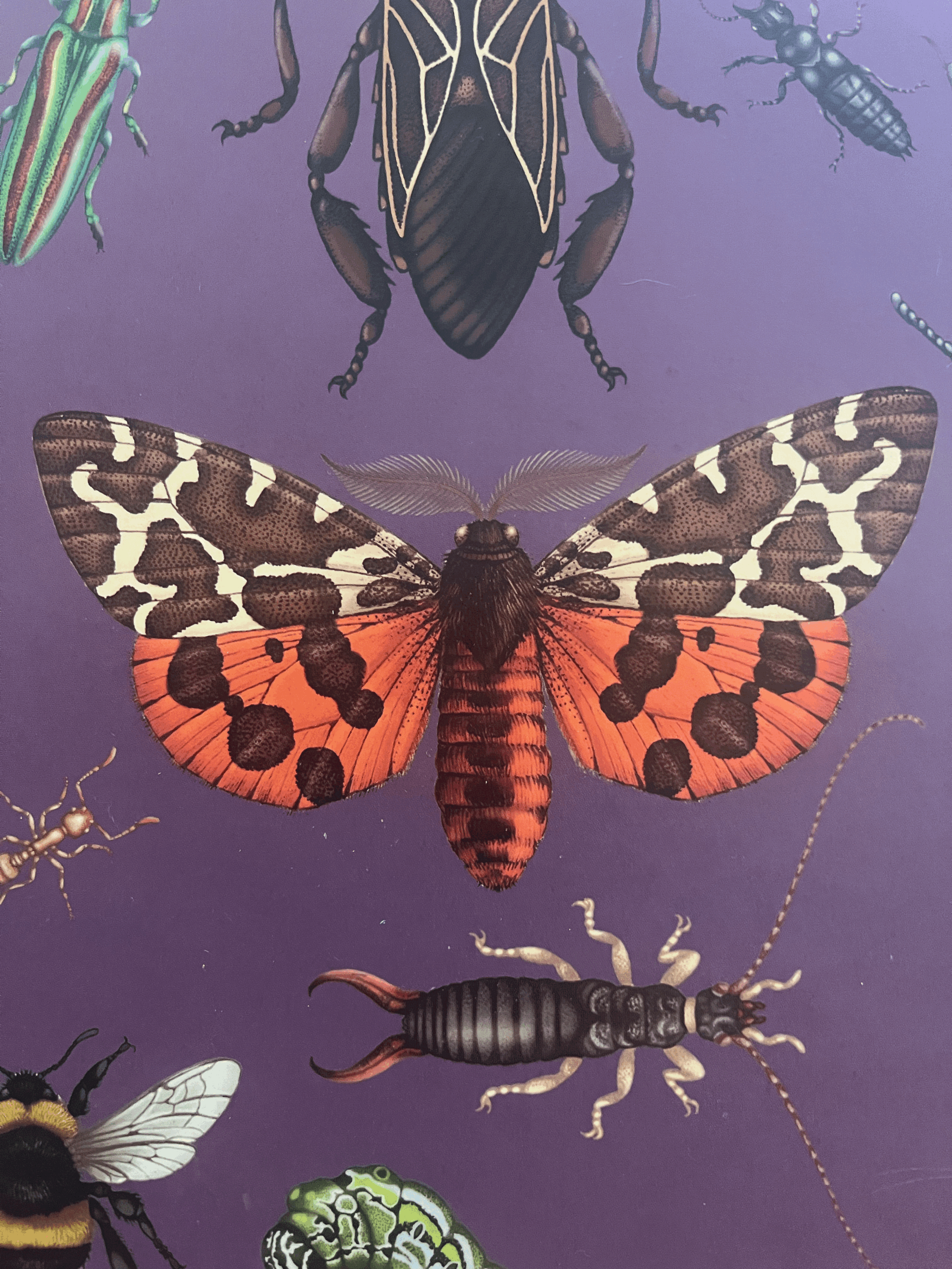 Wing Making and Puppets with Arts in Reach