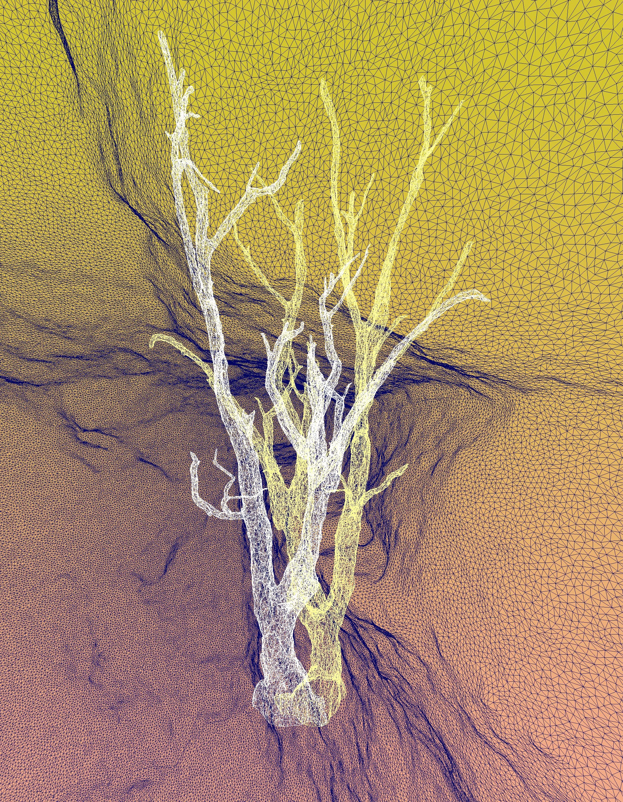 /Roots