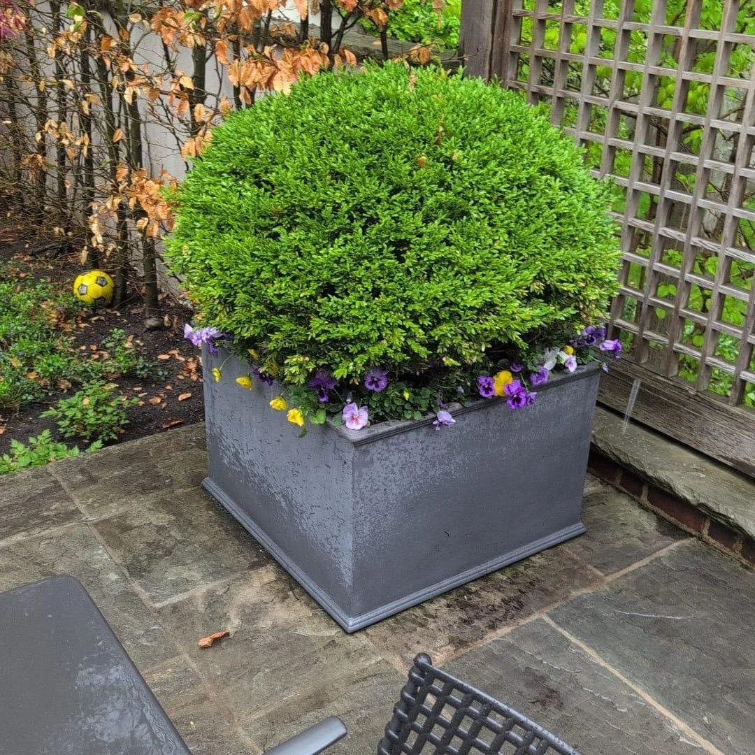 Still a perfect fit, years later. 🌿

This square lead planter has been part of this landscape for a few years now, and it&rsquo;s a privilege to see it again.

 It provides the perfect, timeless foundation for a classic manicured sphere, proving tha