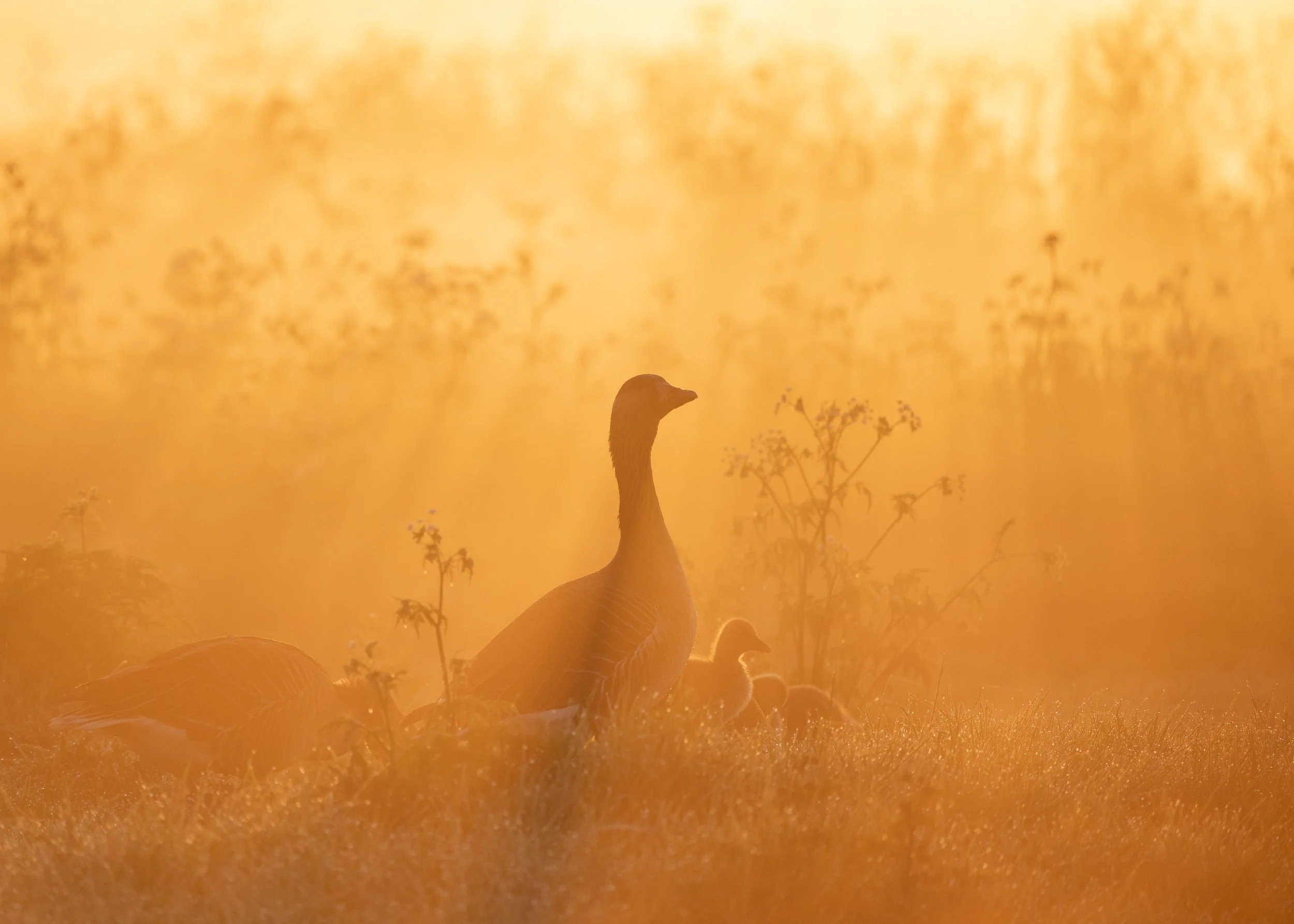 familie grauwe ganzen in het Oudeland van Strijen bij een mistige zonsopkomst