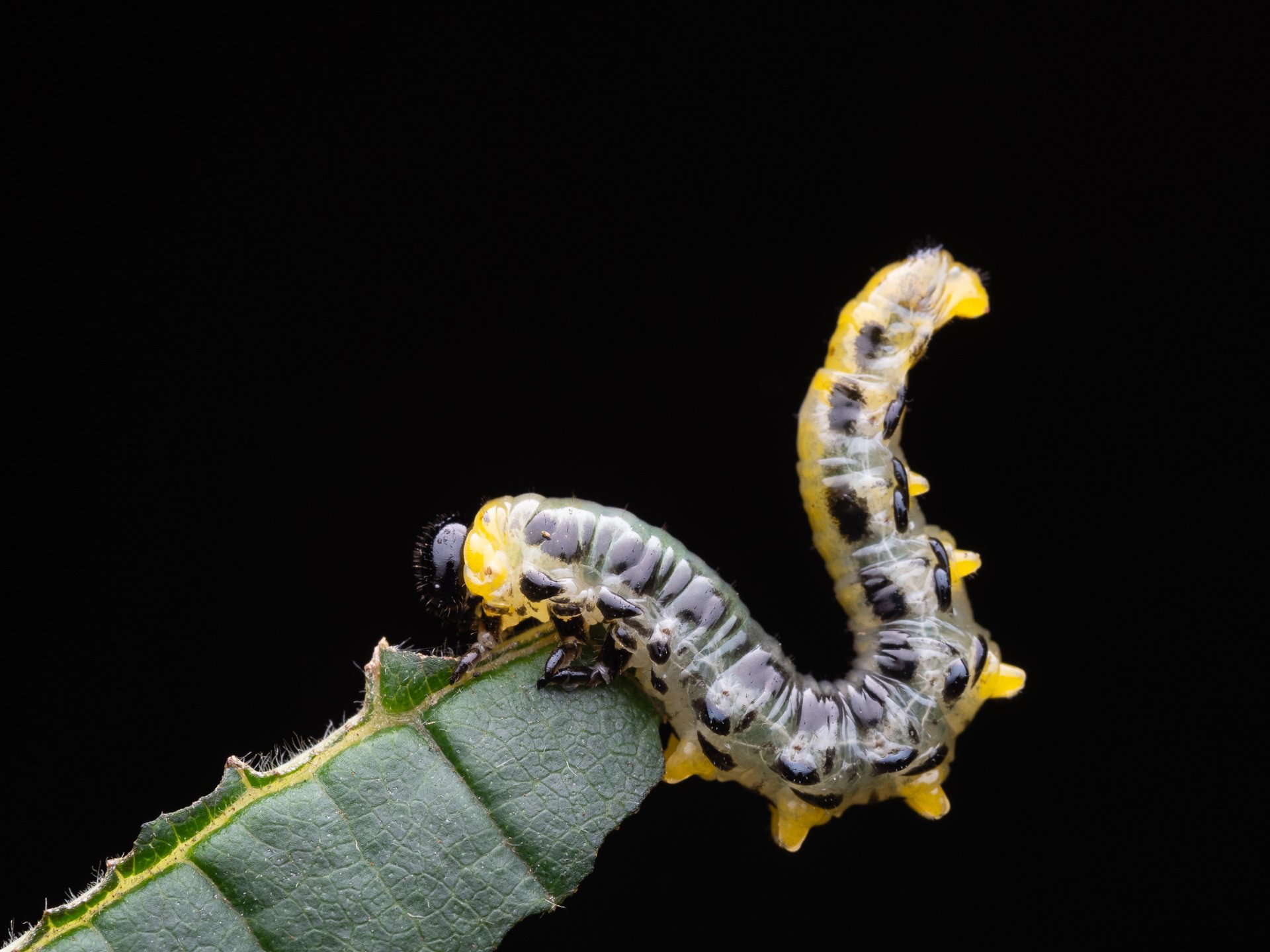 Larve van een elzenbladwesp (Craesus septentrionalis)