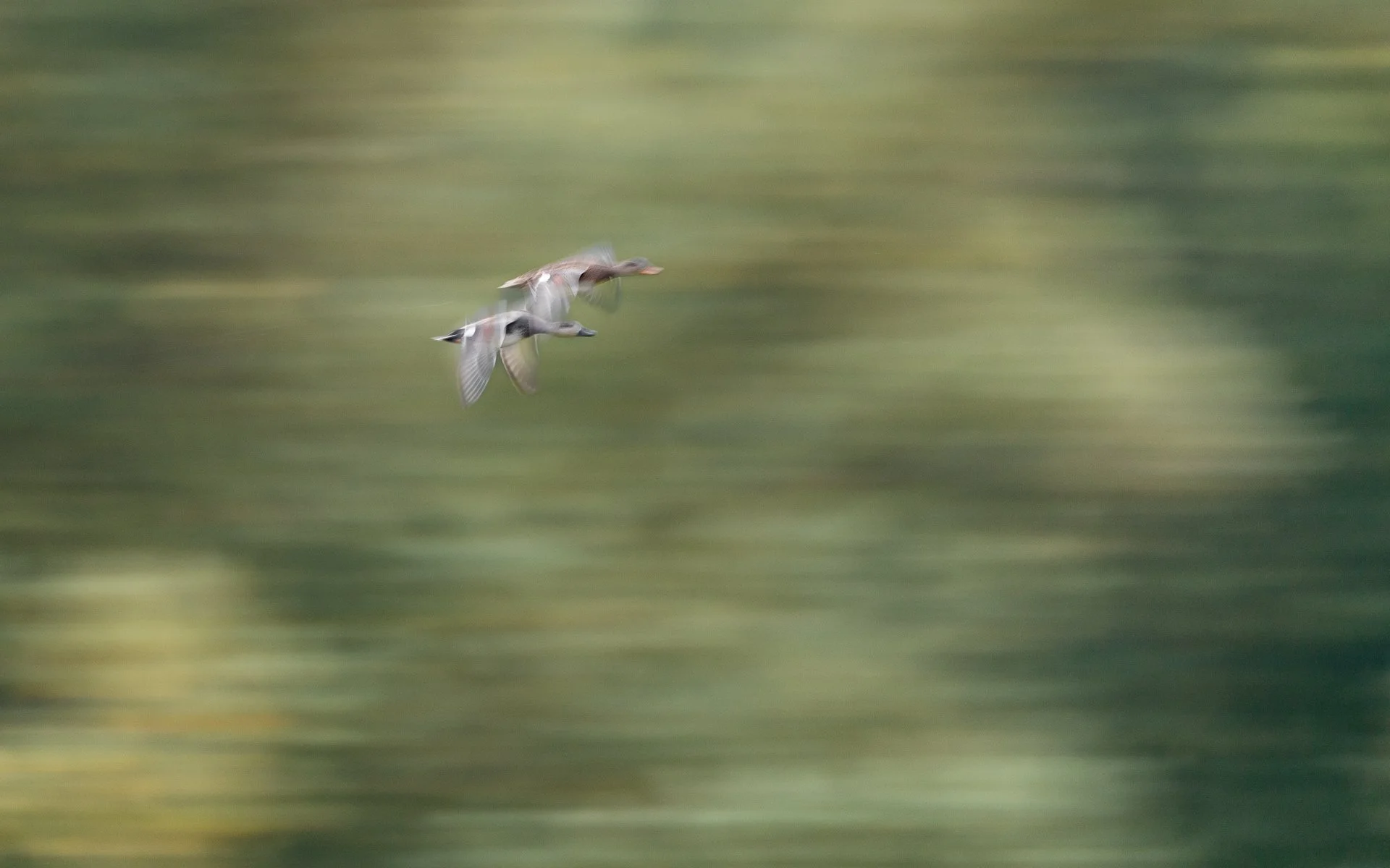 ICM foto van krakeenden in vlucht