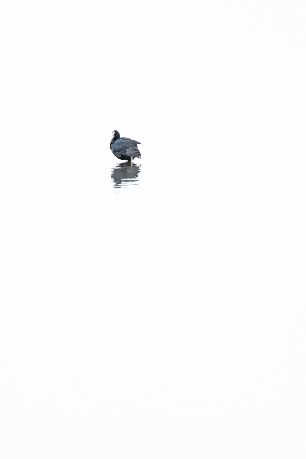 Highkey foto van een meerkoet (Fulica atra)