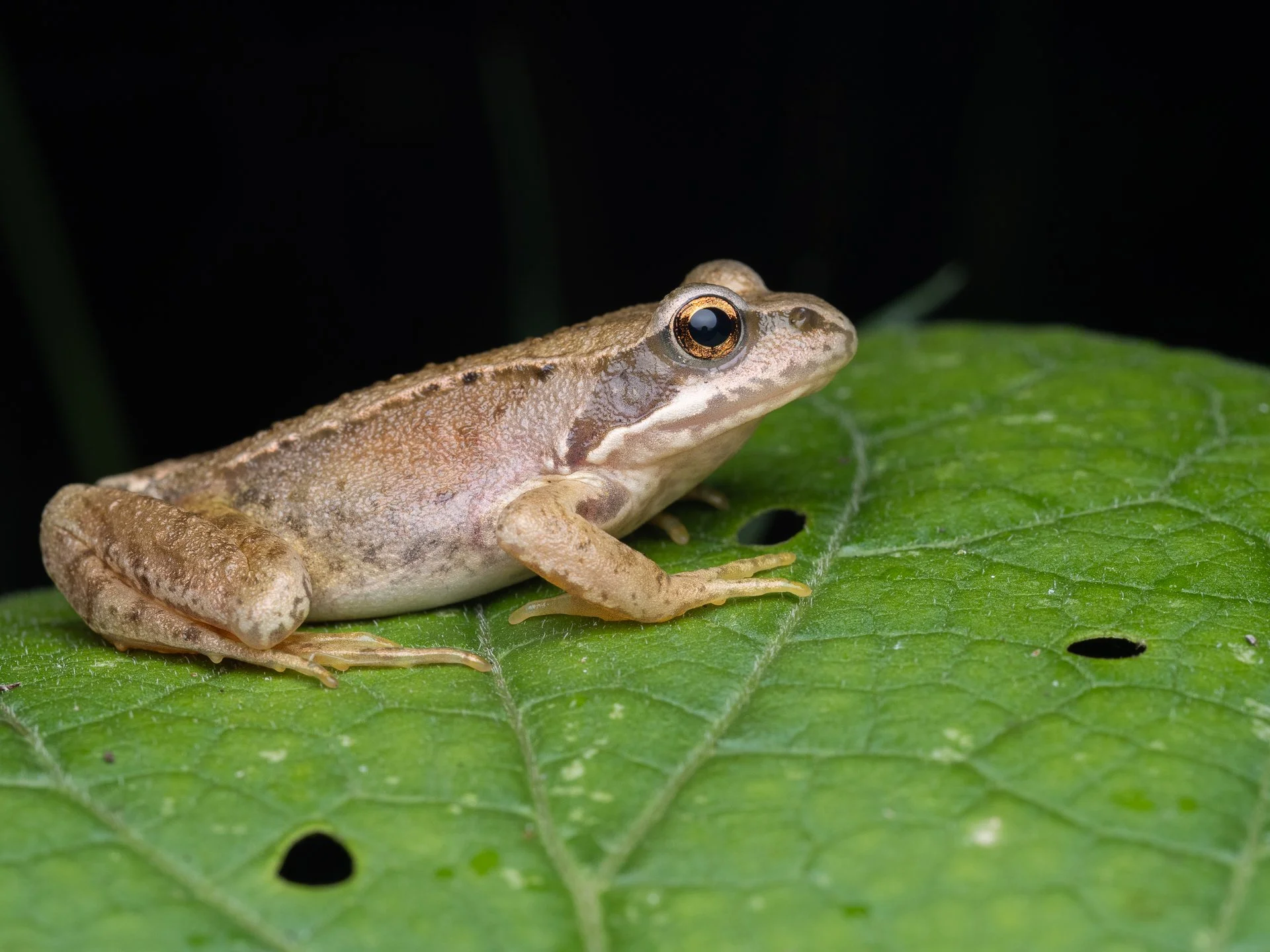 Bruine kikker (Rana temporaria) op een groot blad