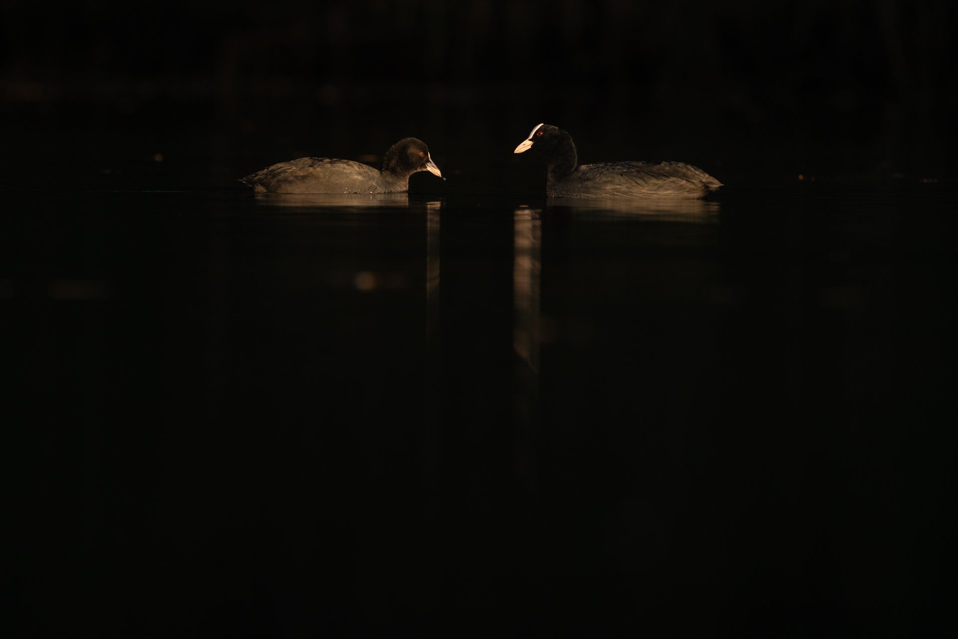 Lowkey foto van twee meerkoeten tijdens zonsondergang, de oranje vlekken zijn gevallen bladeren met herfstkleur