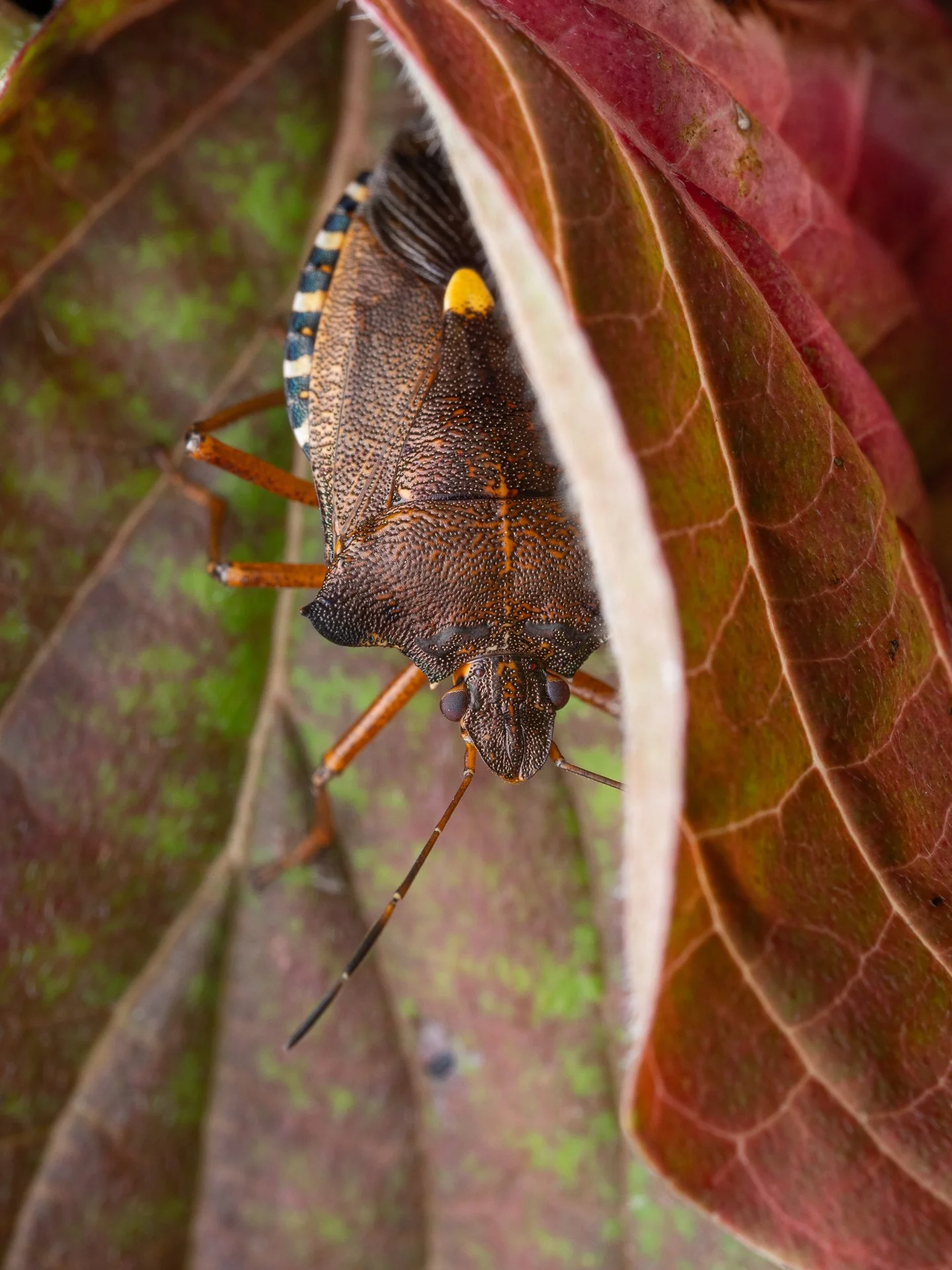 Een roodpootschildwants (Pentoma rufipes) tussen twee rode bladeren in een boom