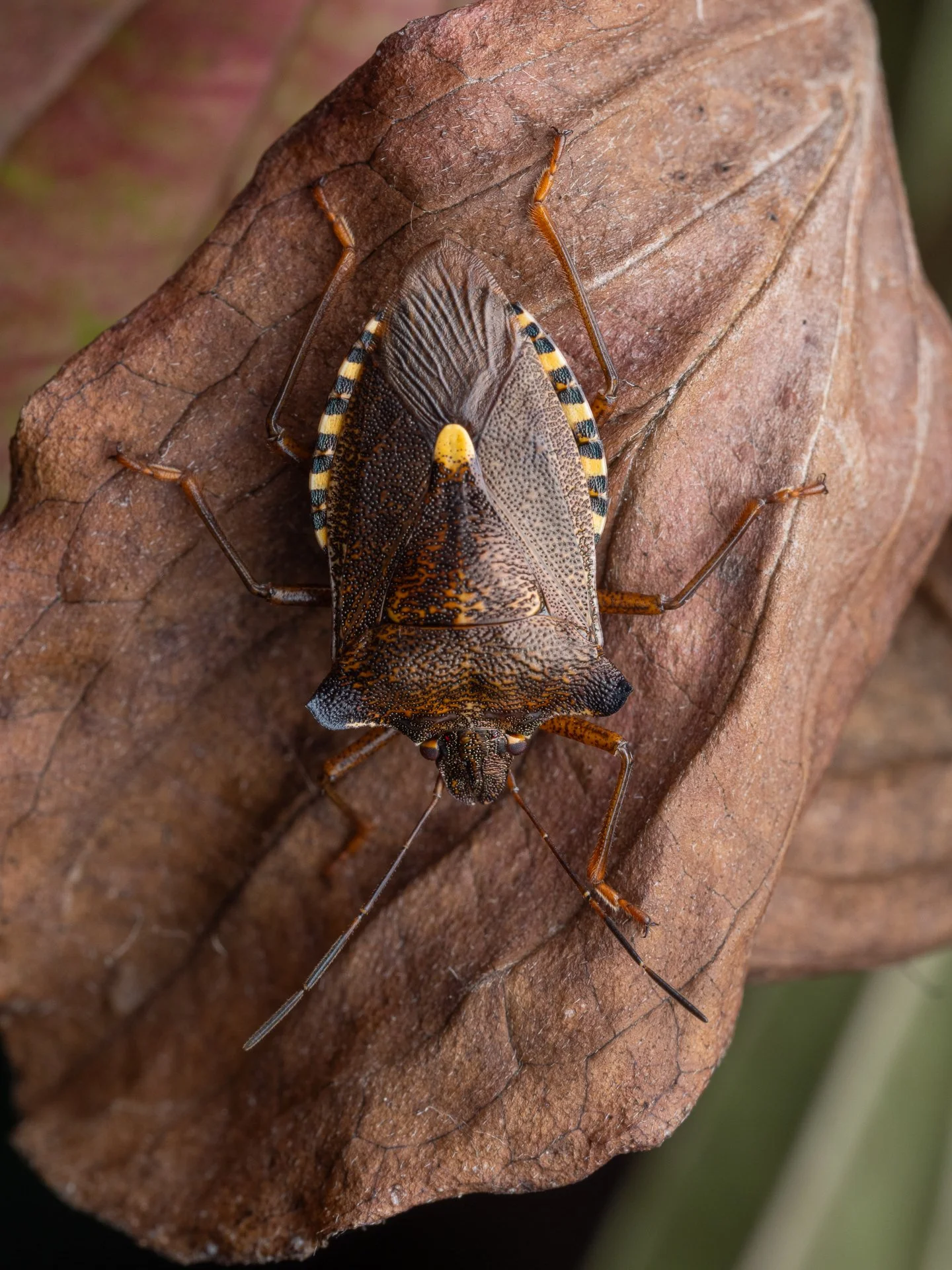 Roodpootschildwants (Pentatoma rufipes)