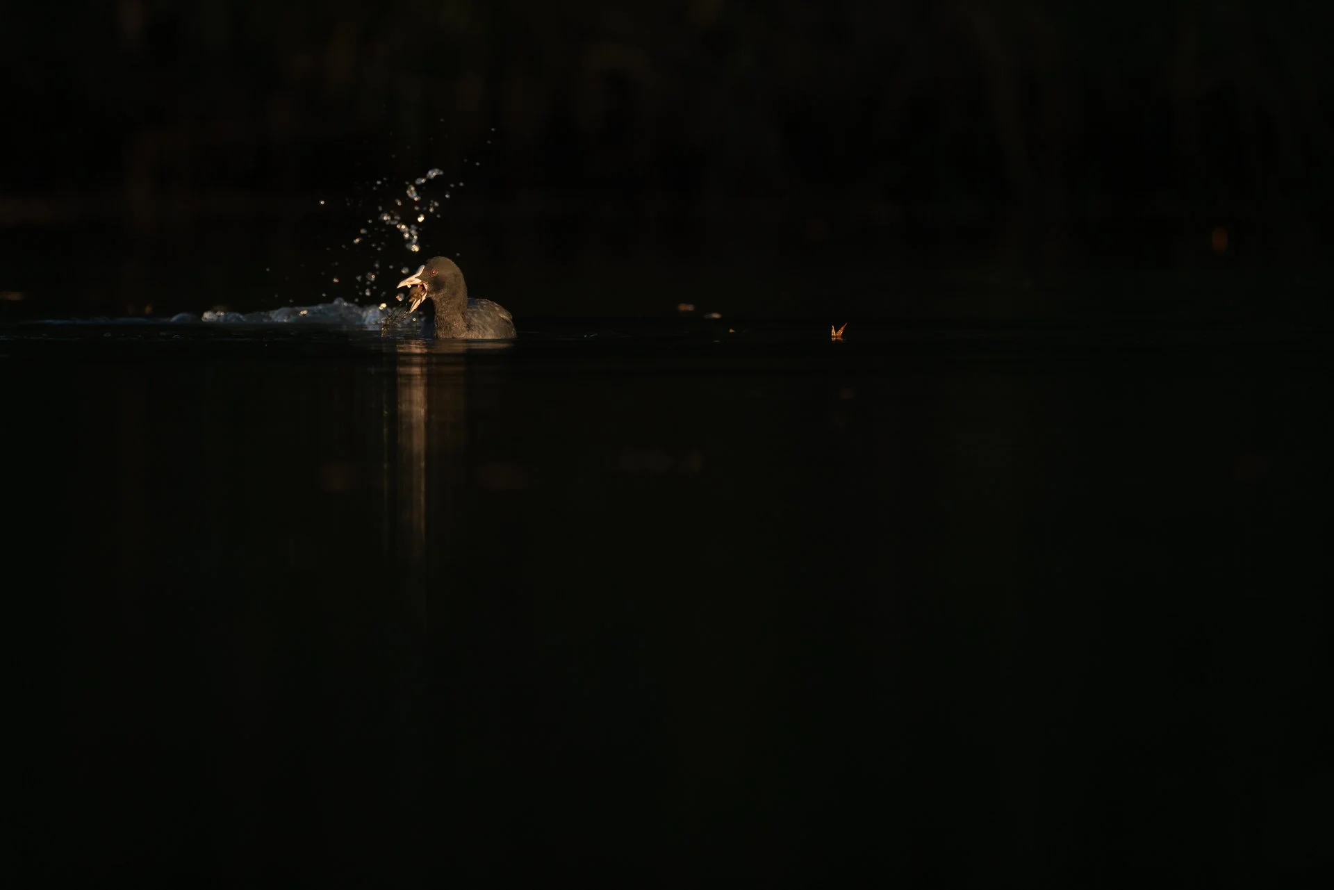 Lowkey foto van twee meerkoeten tijdens zonsondergang, de oranje vlekken zijn gevallen bladeren met herfstkleur